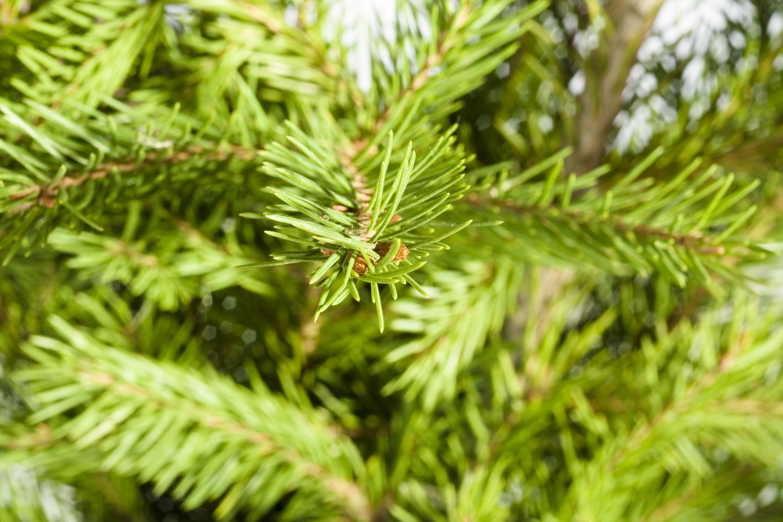 Pine branches photo