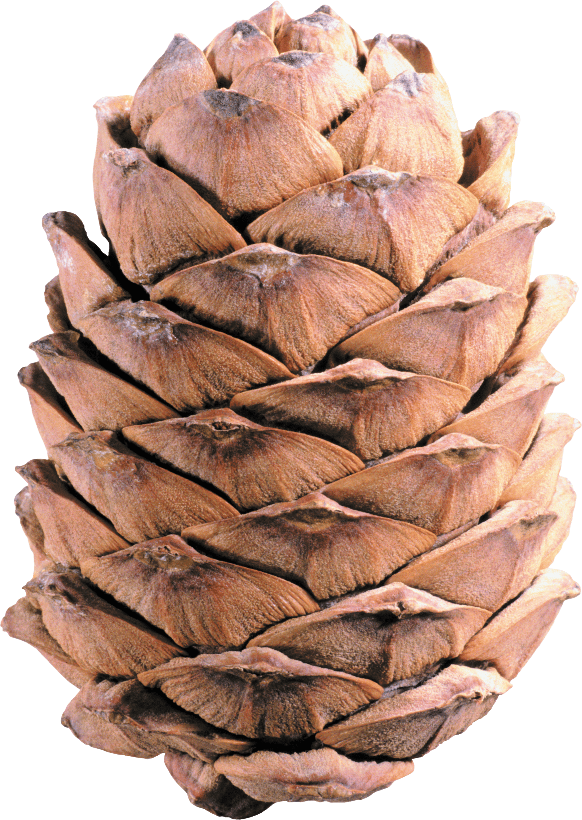Light Brown Pine Cone transparent PNG - StickPNG