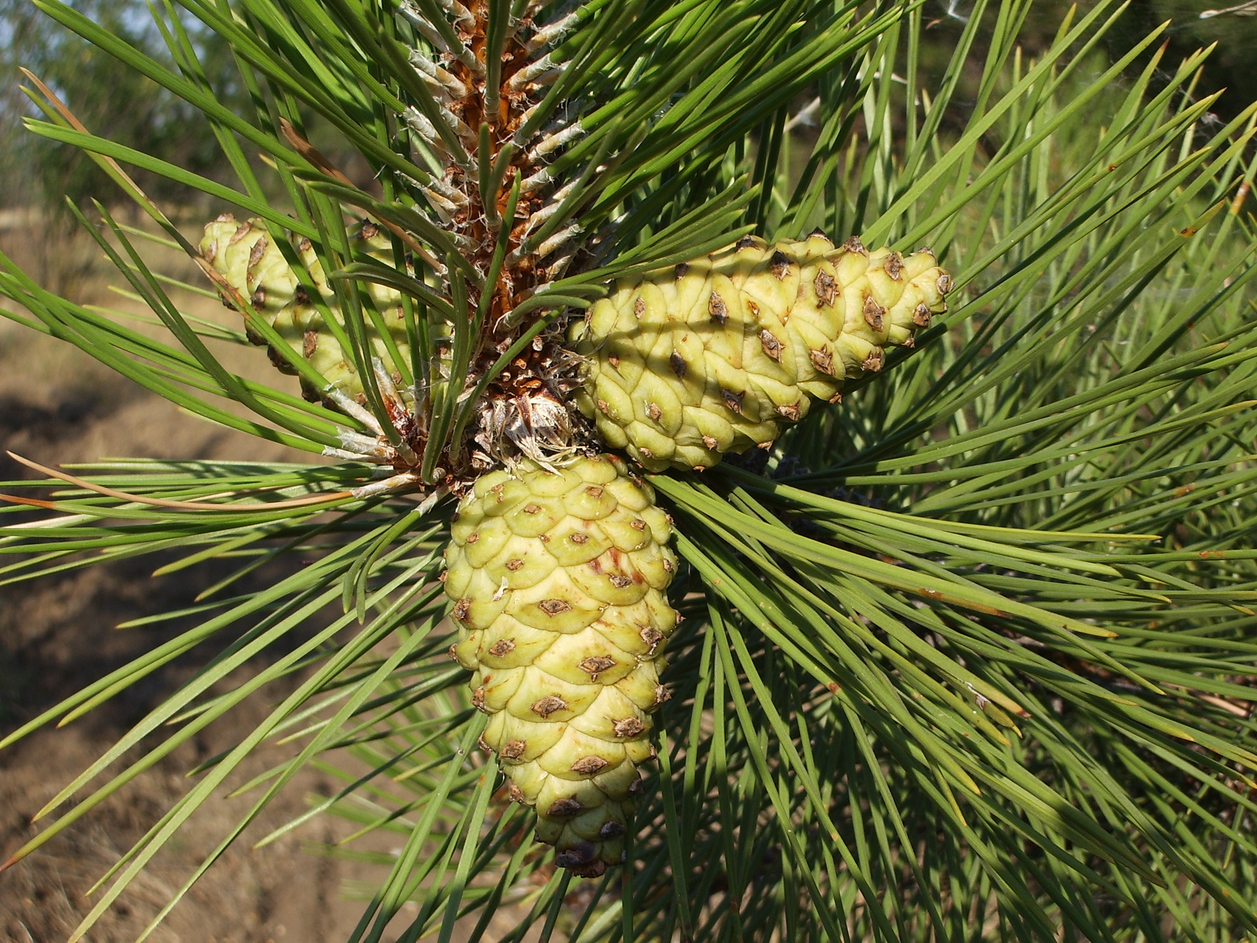 Pine cone photo