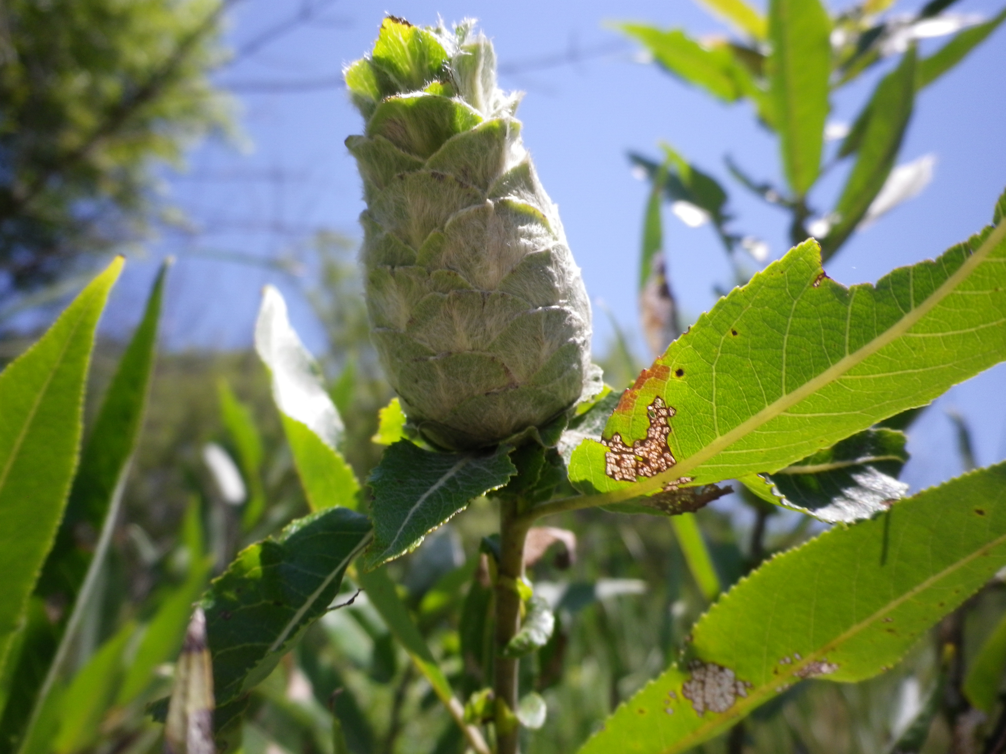 Pine-cone willow gall on view in Cedarvale | Friends of Cedarvale