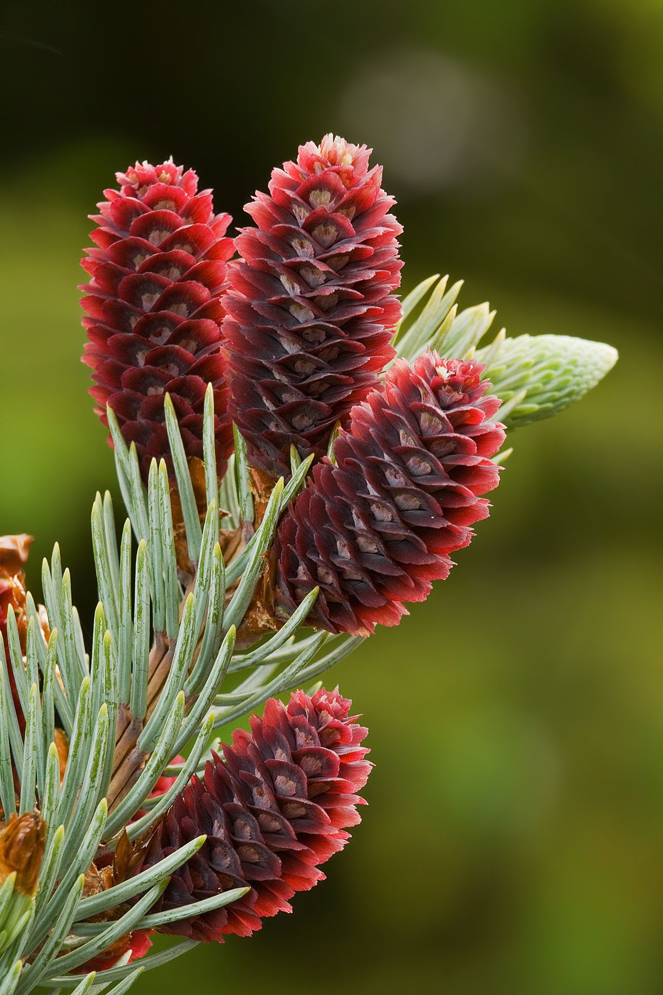 Developing cones on a Colorado Blue Spruce (Picea pungens) | A ...