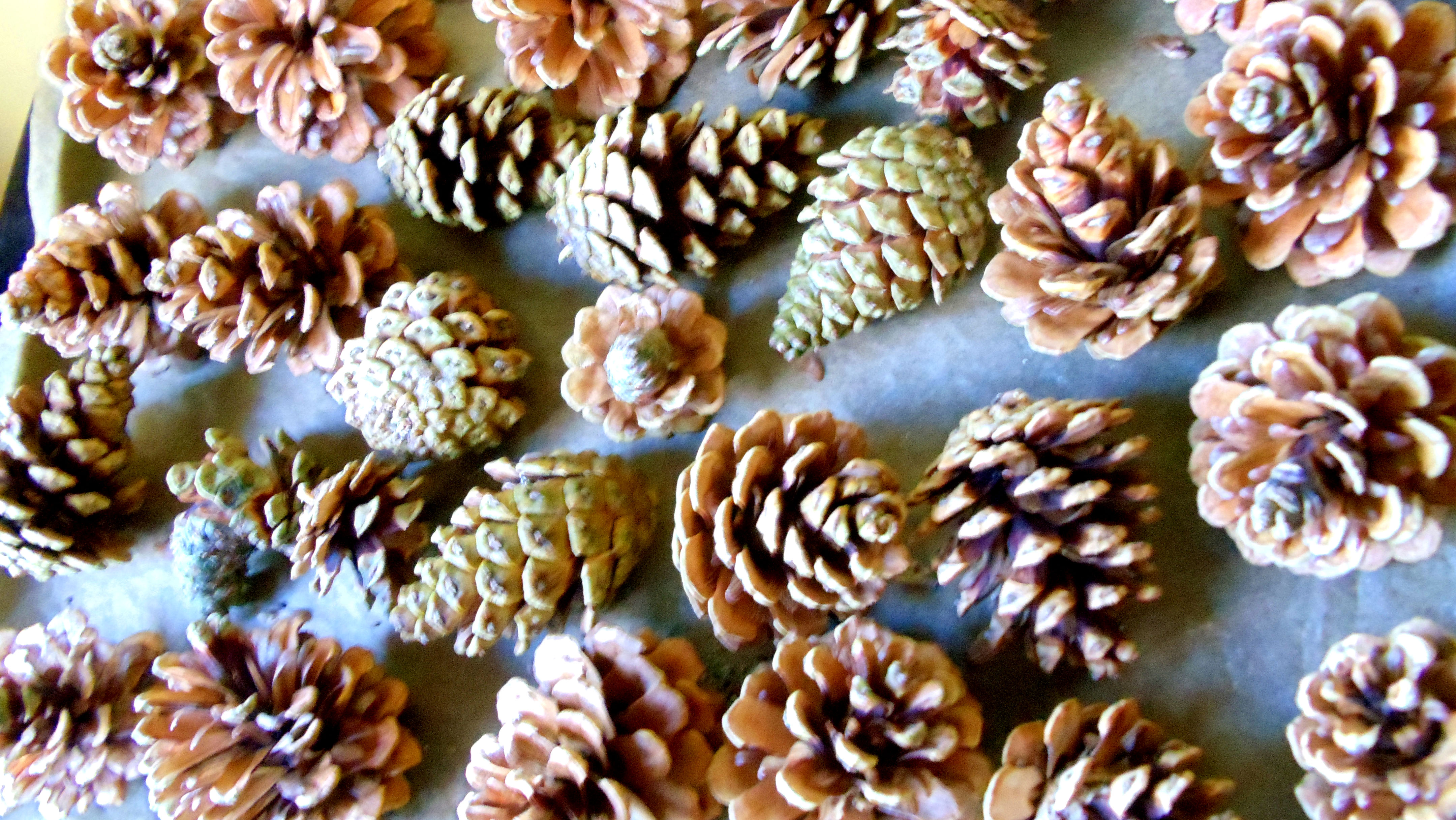 Kid Friendly, Austrian Pine, Needles to Nuts! | Forageporage's Blog