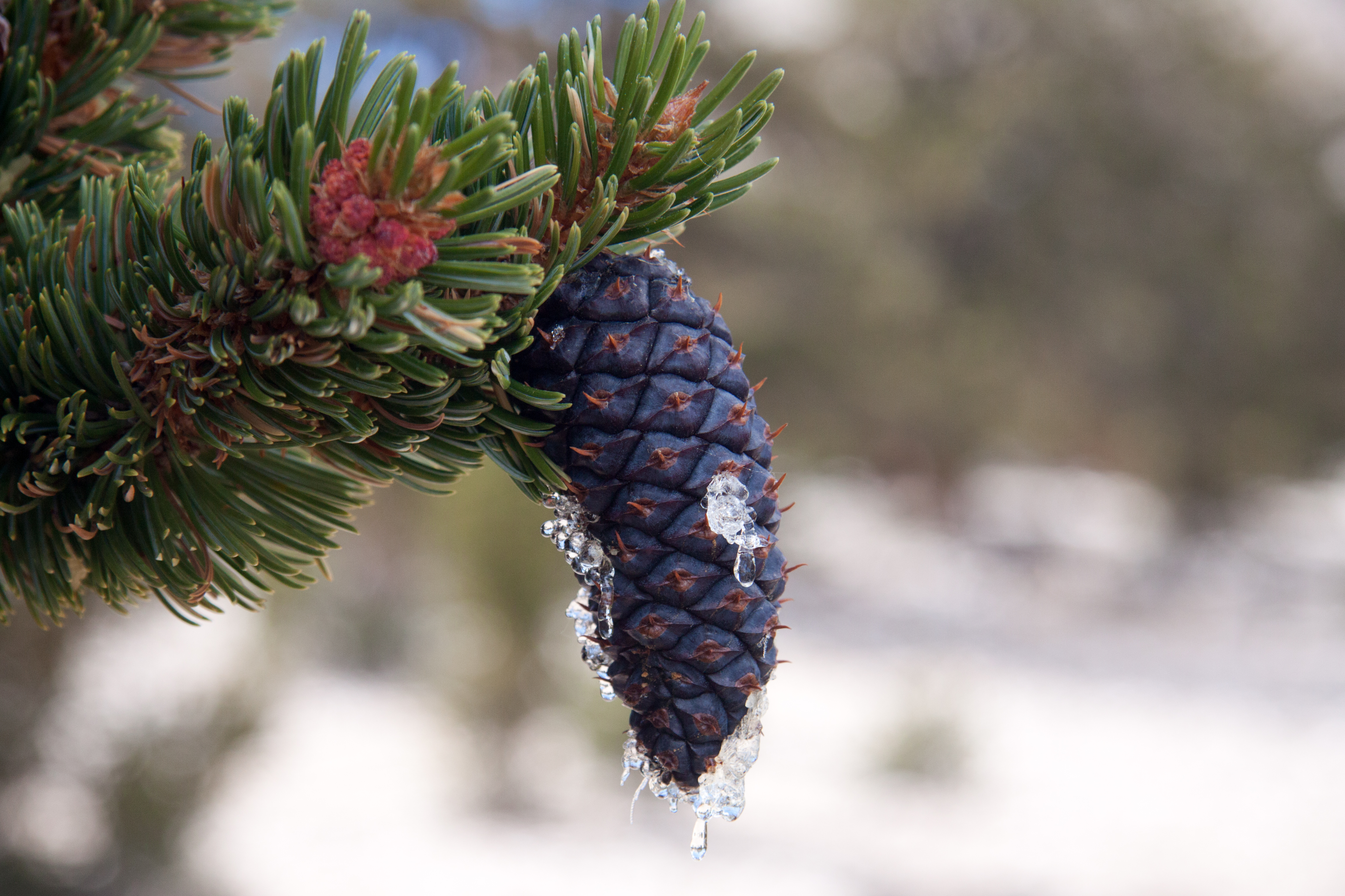 Purple Pine Cone with Sap | naturetime