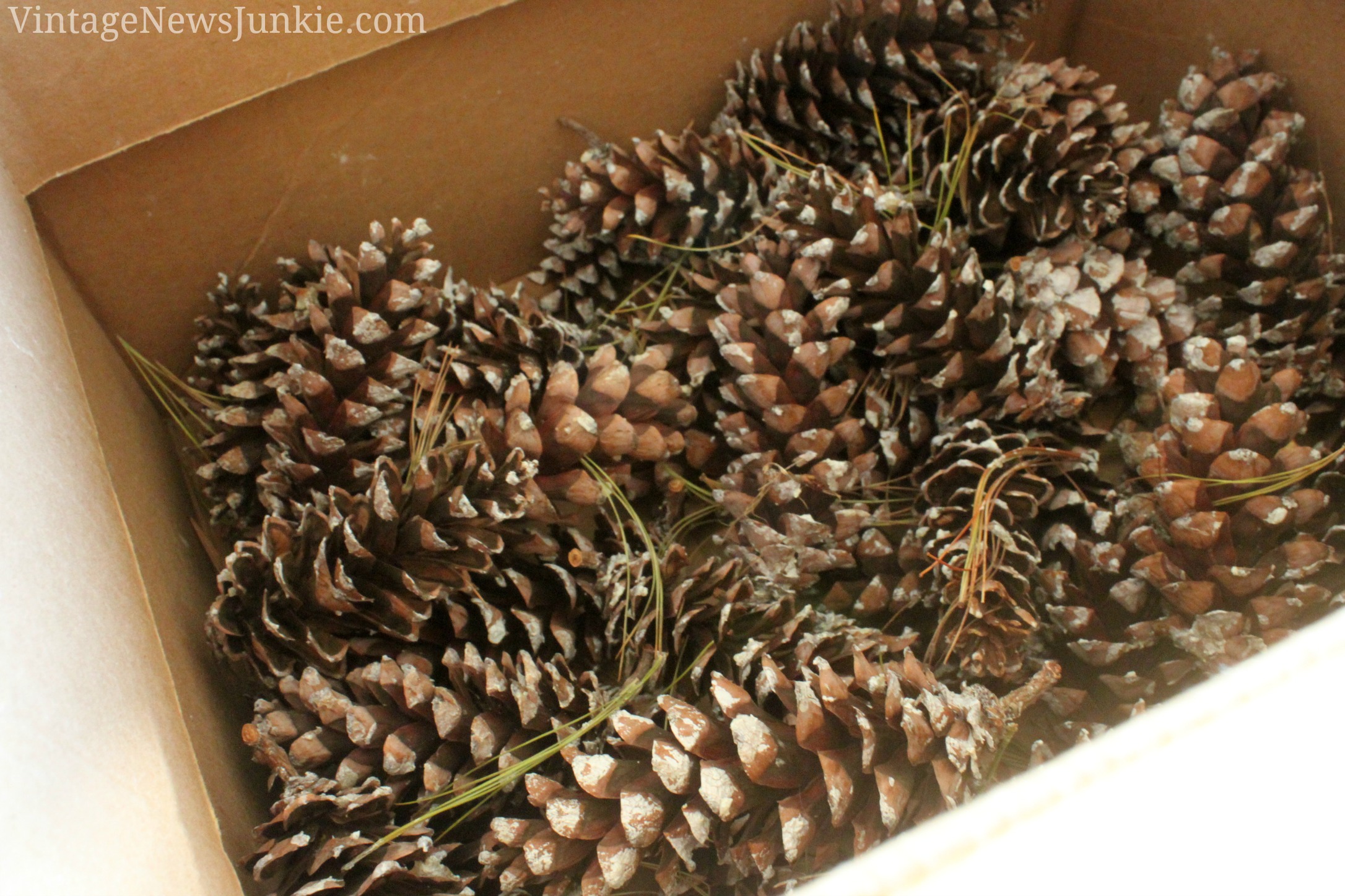 How to Clean the Icky Off Fresh Pinecones {and Remove the Sap too!}