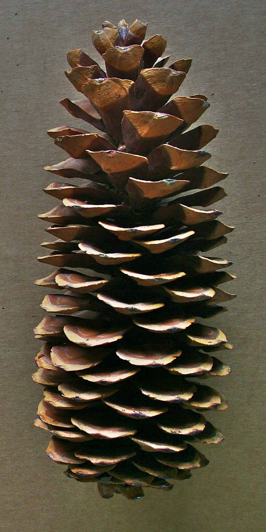 Oregon Holiday Products scented and craft pine cones - Sugar Pine Cones