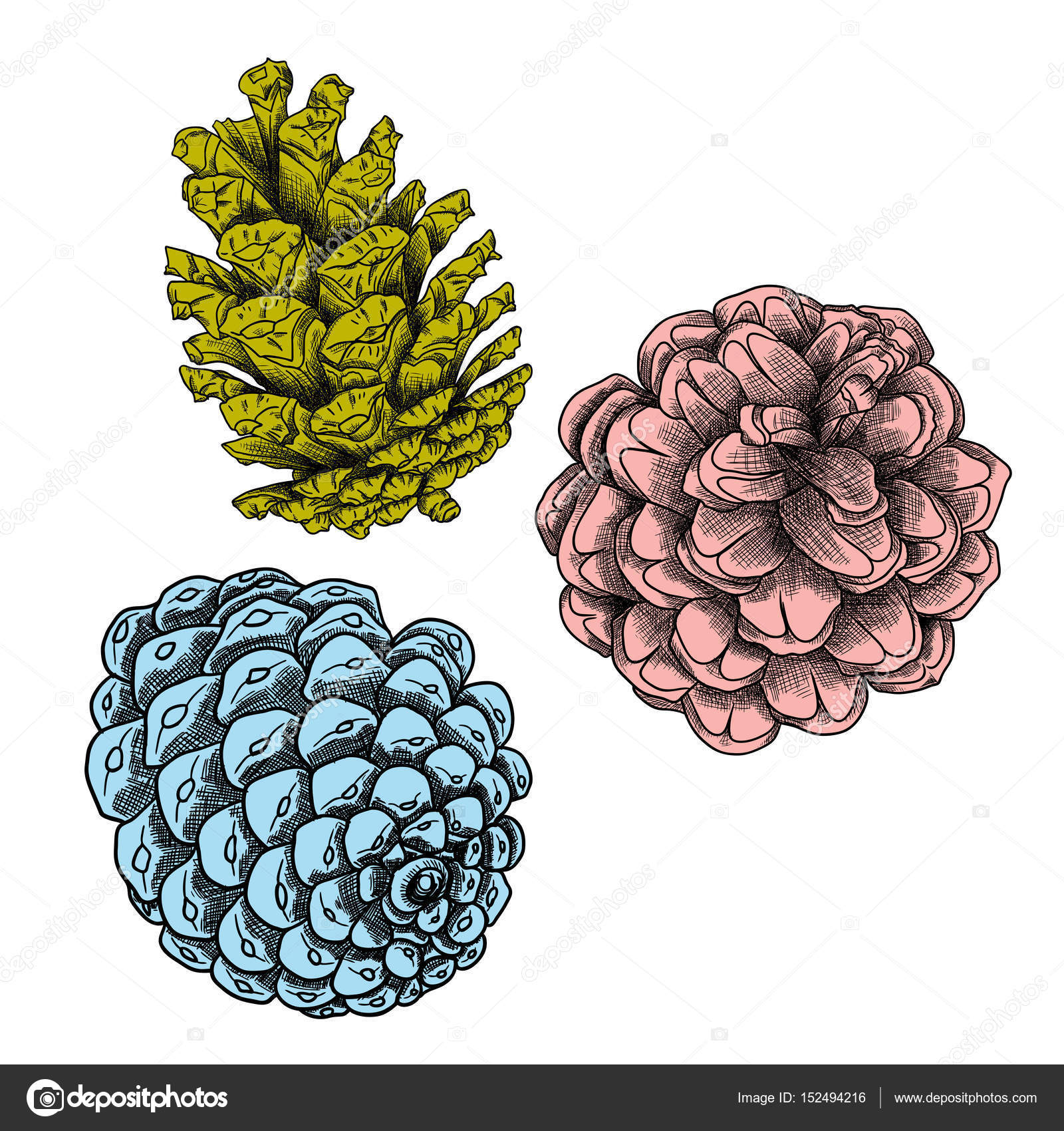 Hand drawing collection of pine cones — Stock Photo © goldenshrimp ...