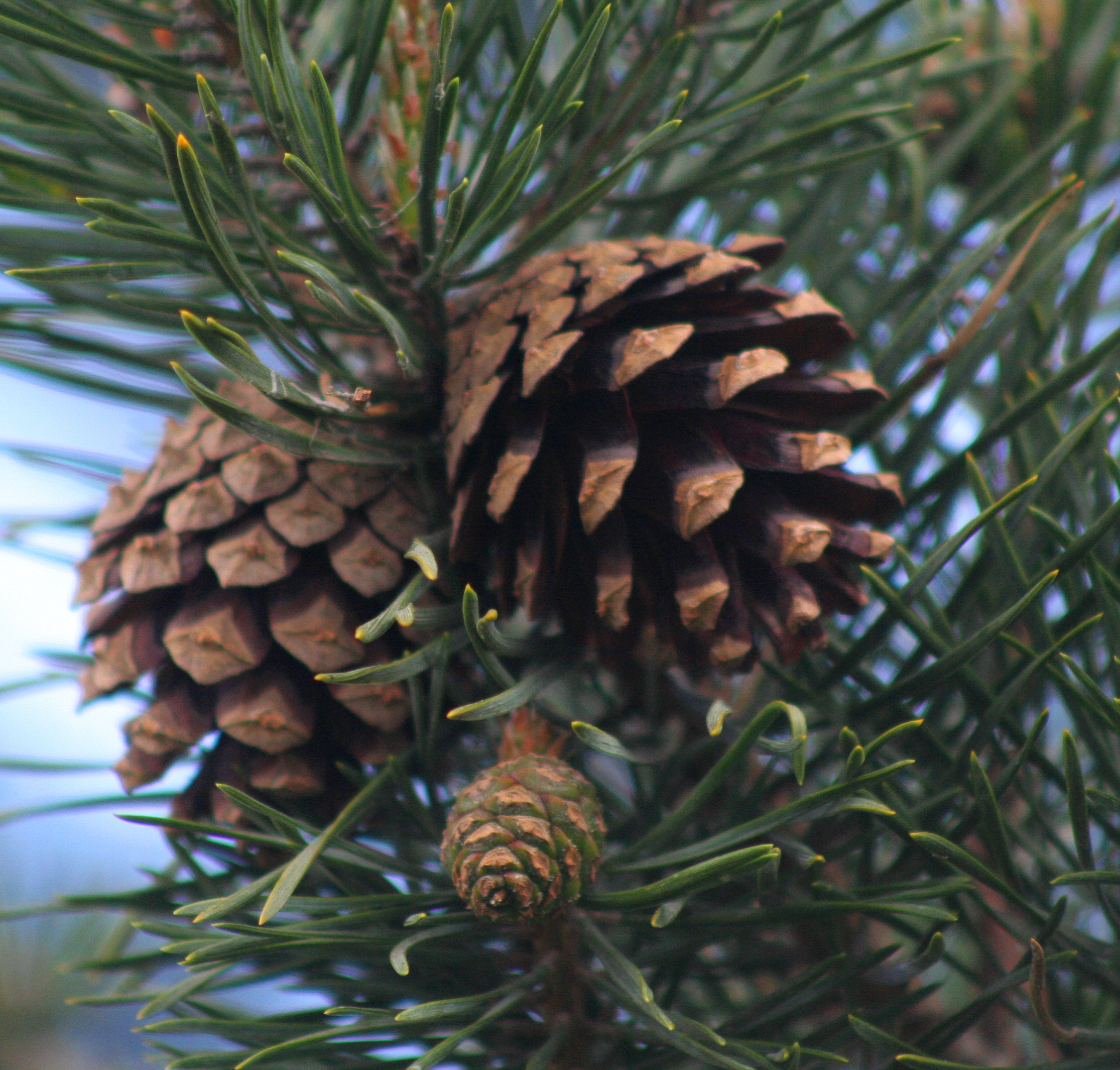 File:Pine cones - Scots Pine.jpg - Wikimedia Commons