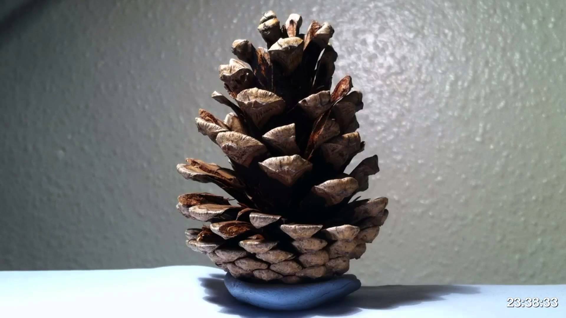 Pine Cone Opening 24 Hour Time Lapse - YouTube