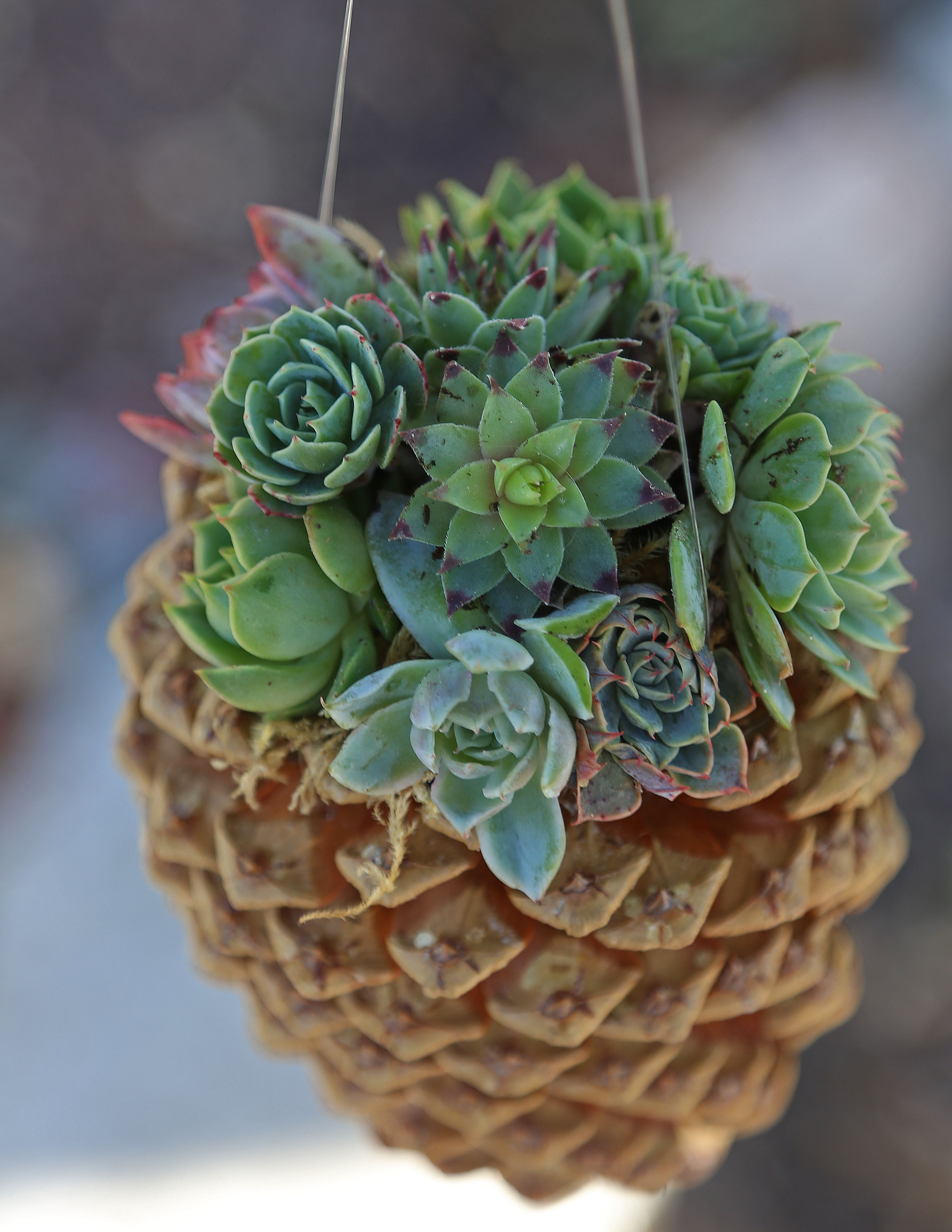 Pine Cone Succulent Planters: Cool Crafts - The Inspired Home And ...