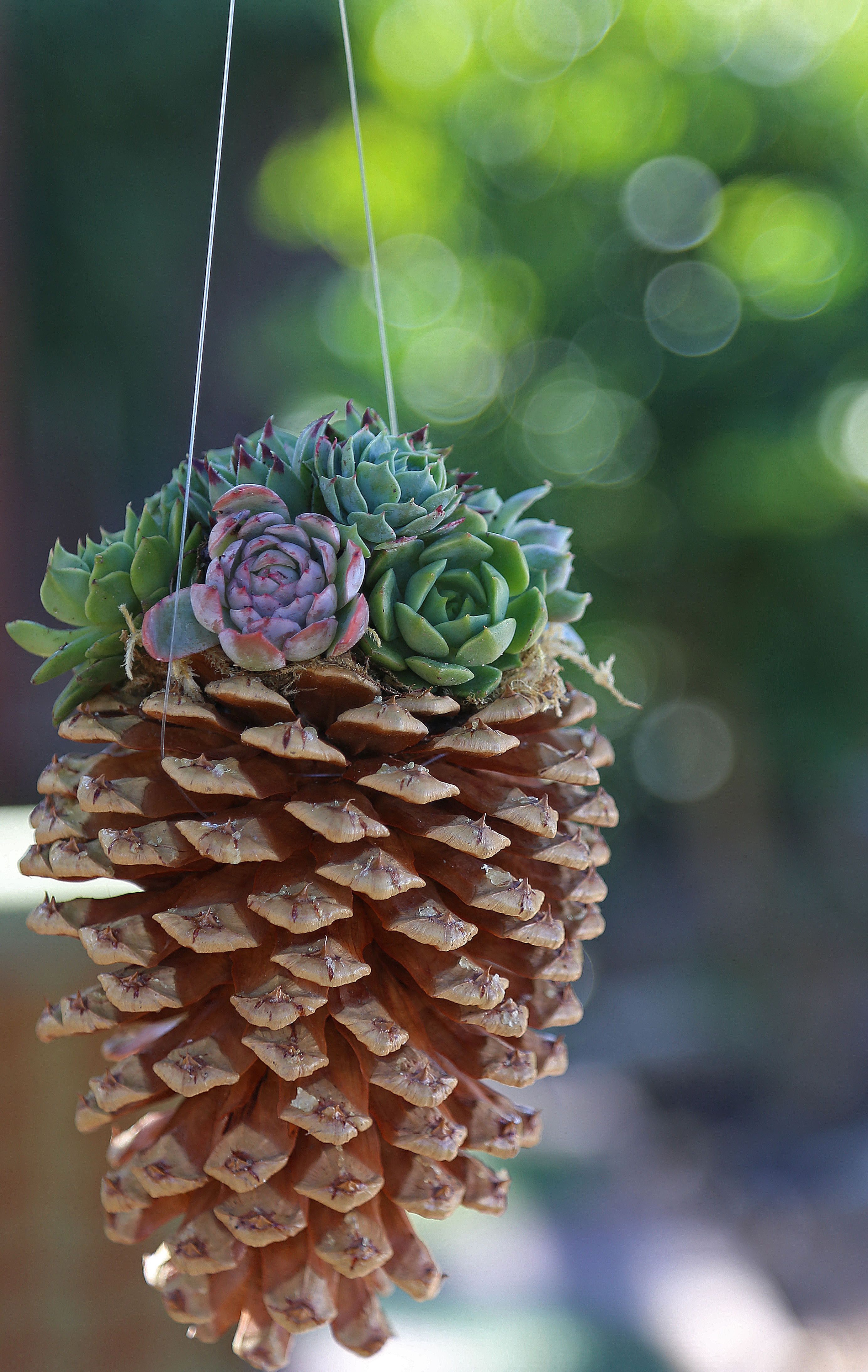 36 Remarkable Pinecone Crafts | Pine cone, Planters and Pine
