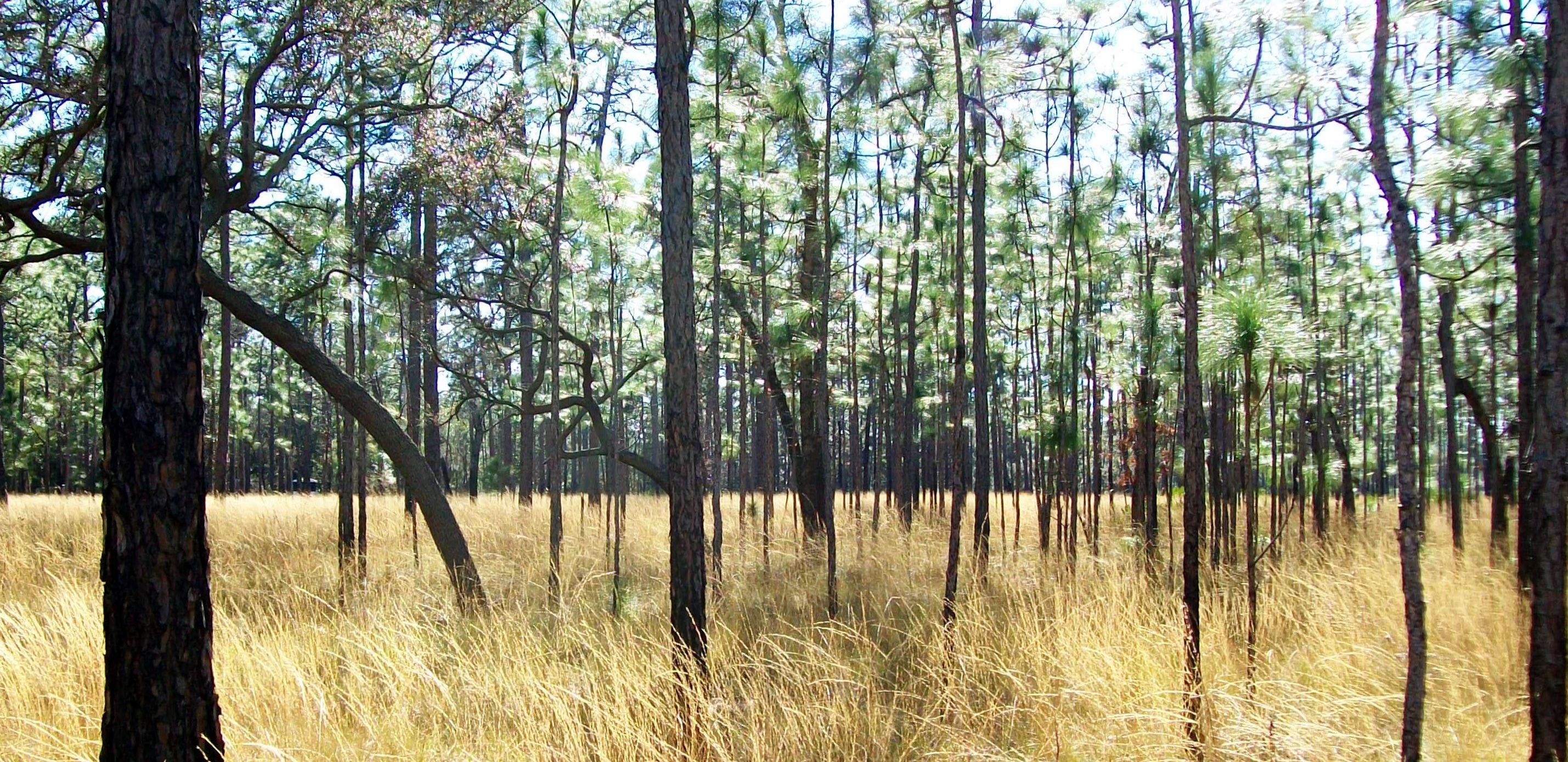 Pine forest photo