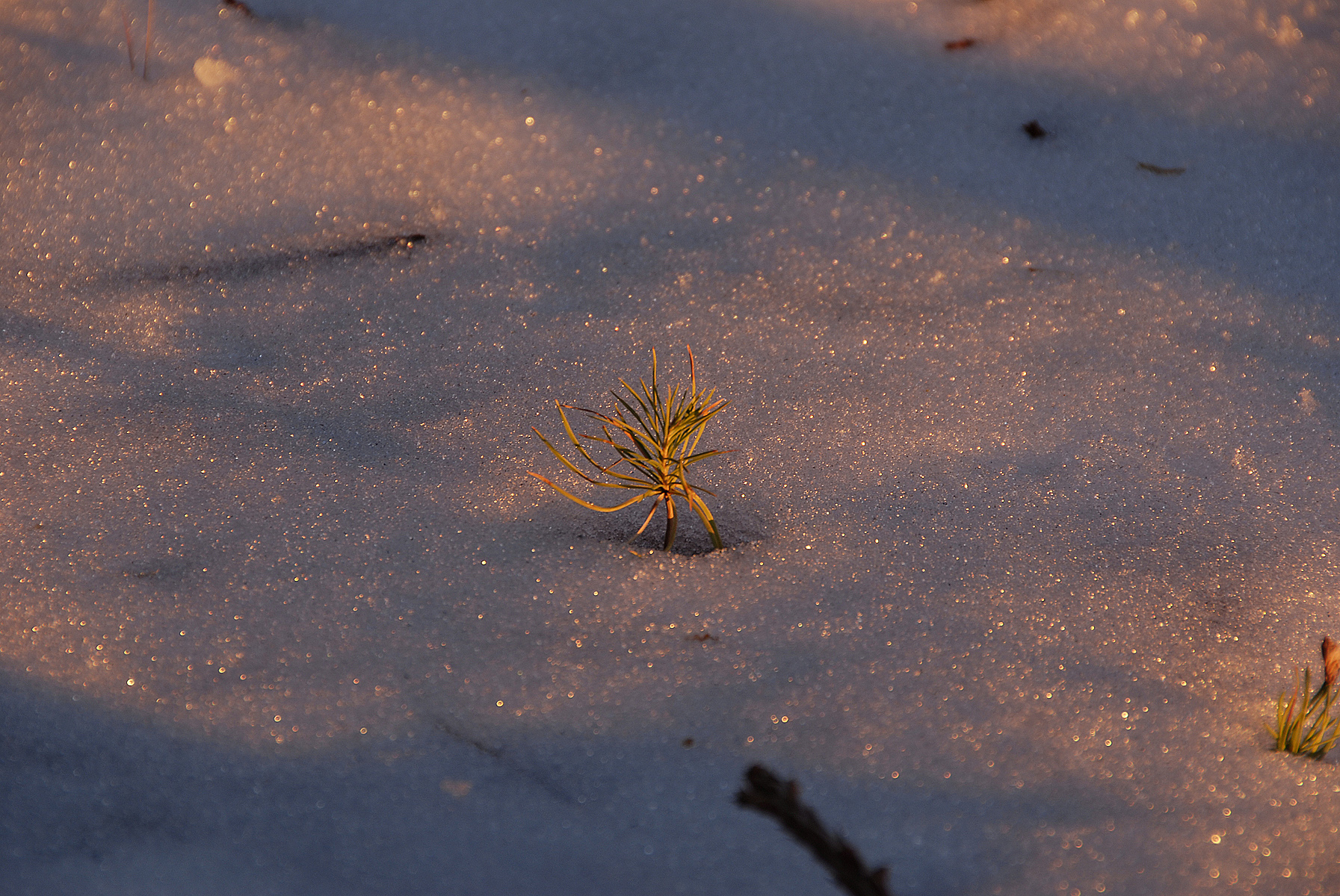 Pine sprout in snow at dusk in sequoia n photo