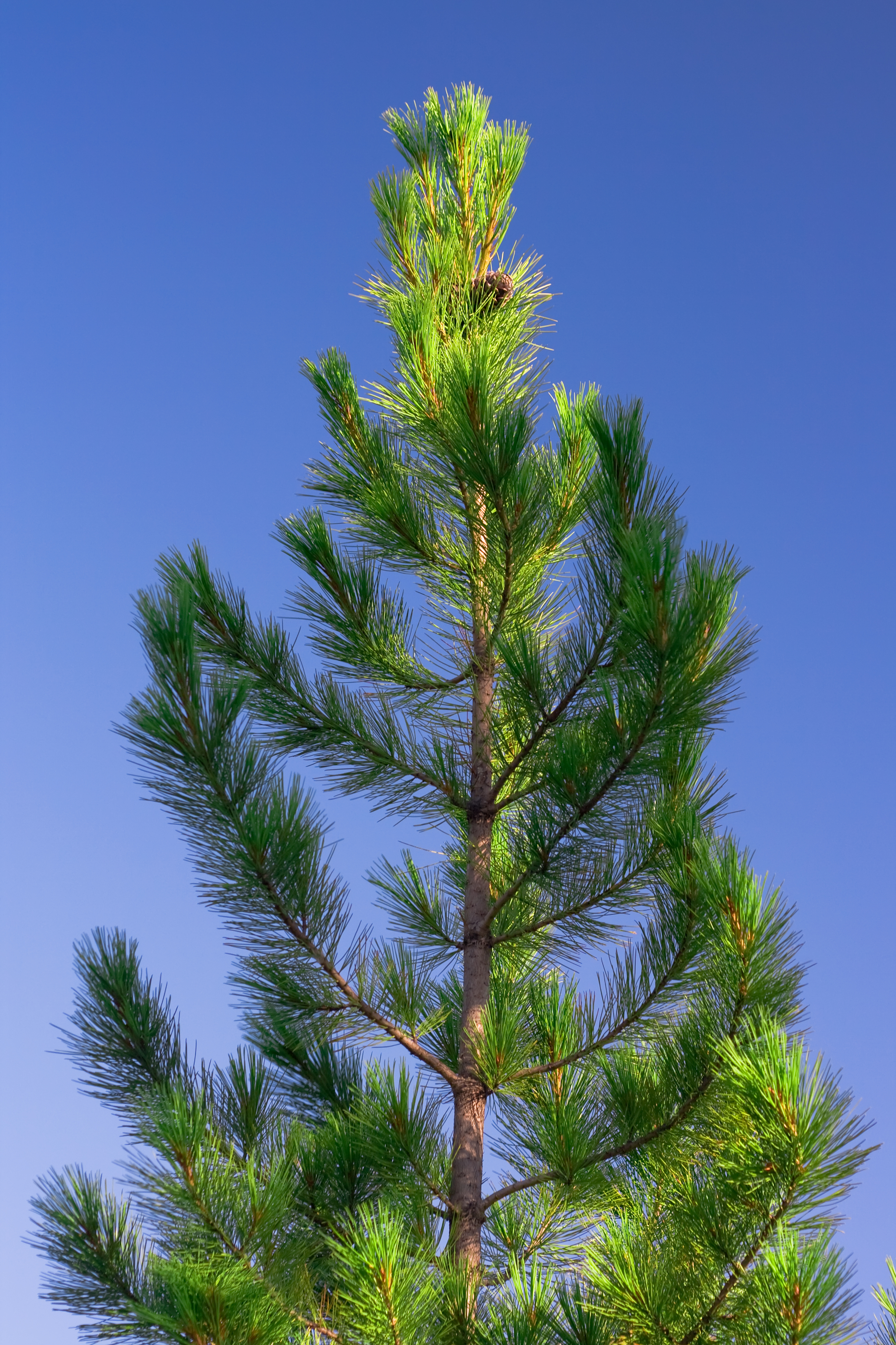Pine tree photo