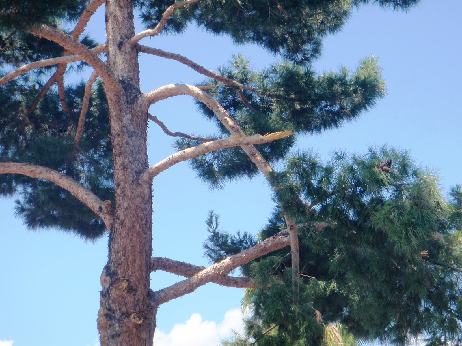 Xtremehorticulture of the Desert: When and How Do You Prune Pine Trees?