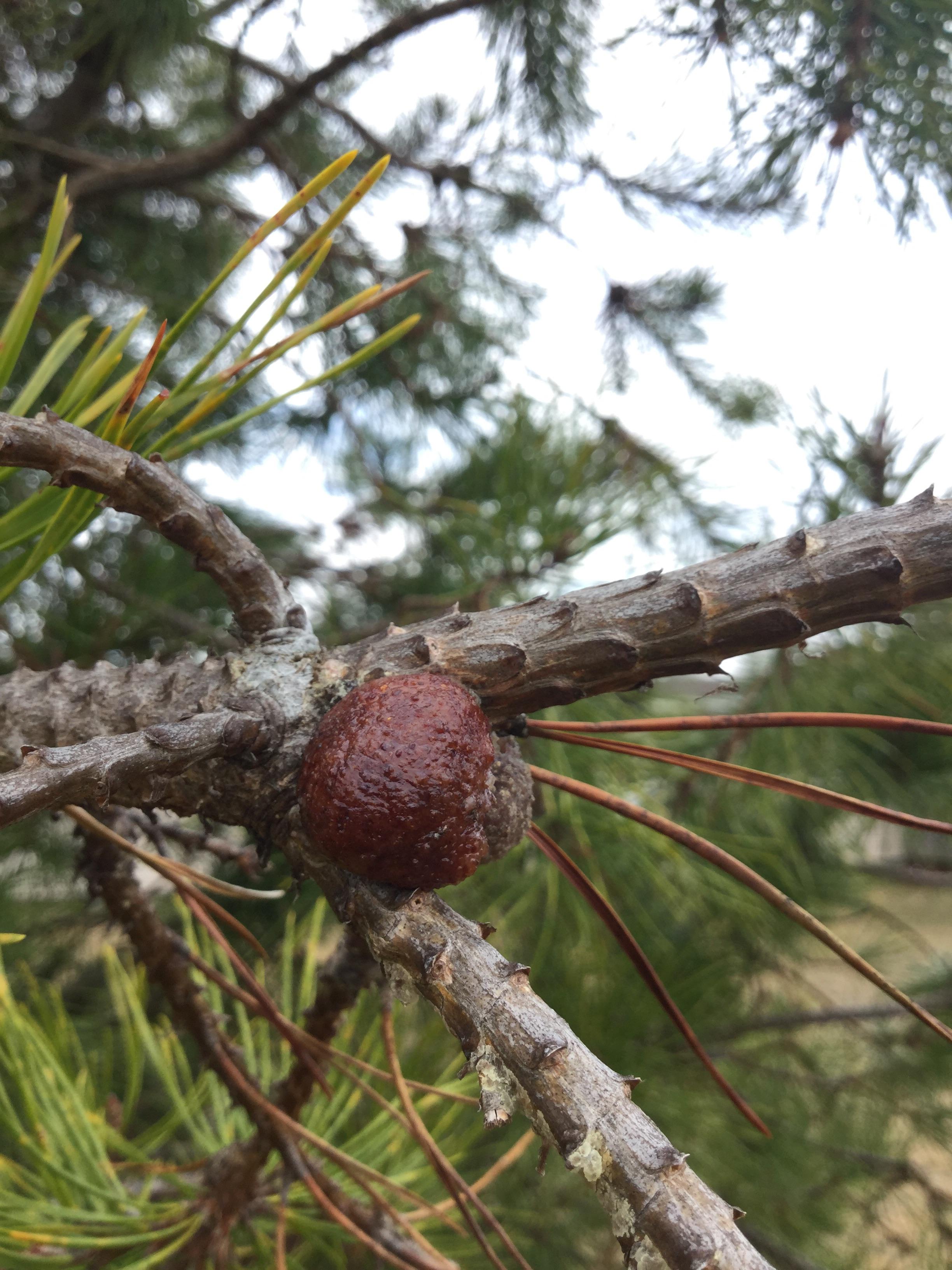 Worms growing in balls on pine tree branches, what should I do ...