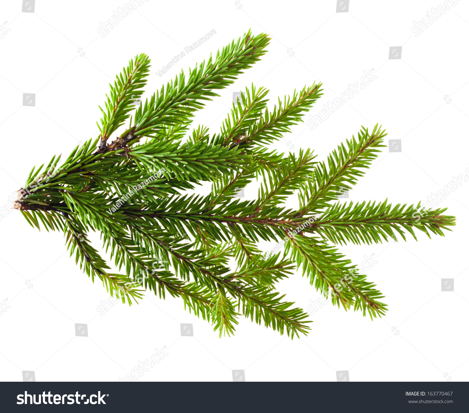 Pine Tree Branch Isolated On White Stock Photo (Download Now ...