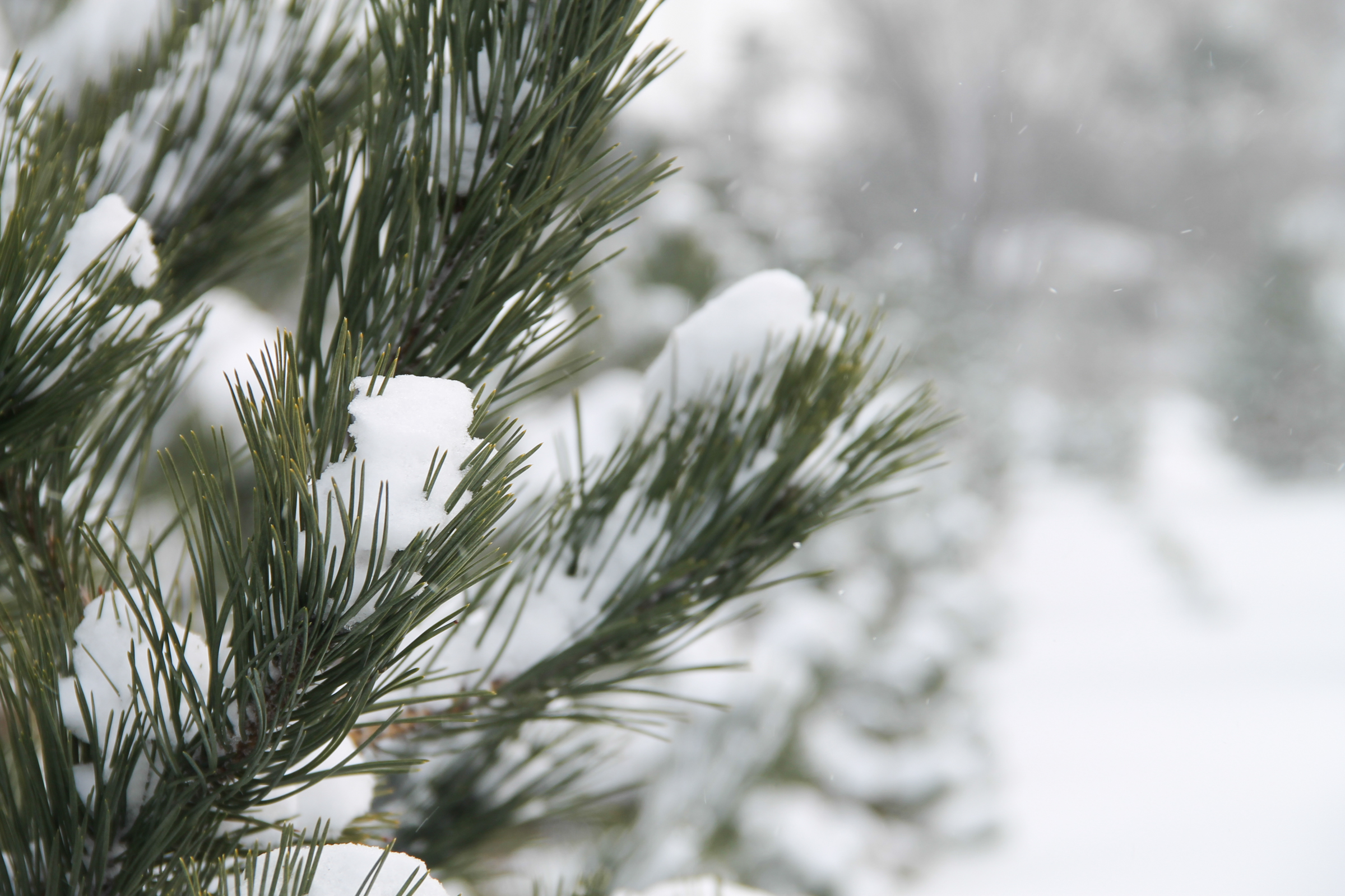 Free Stock Photo of Close Up of Pine Tree Needles Covered in Fresh Snow