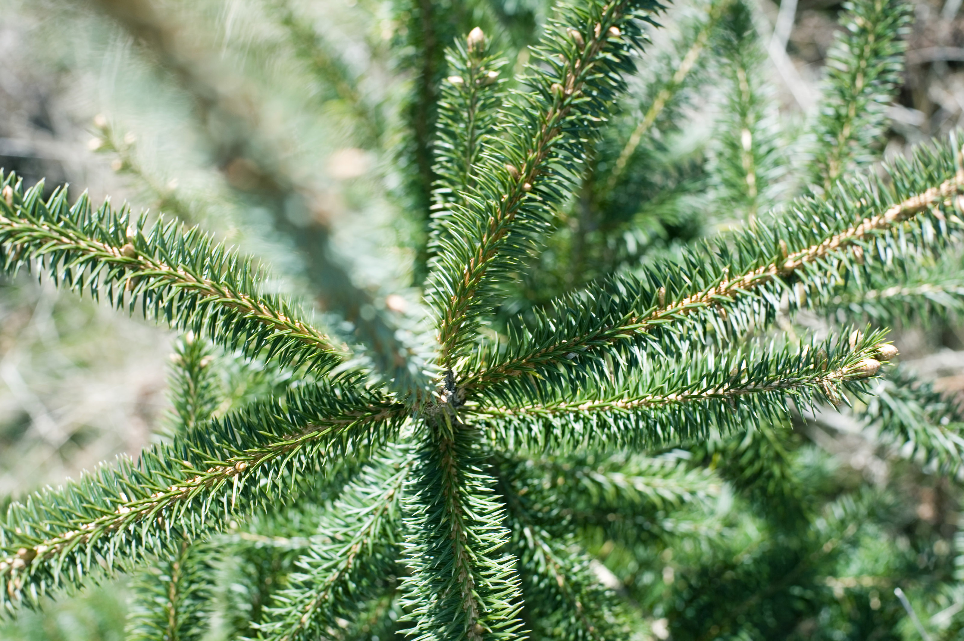 Pine tree close up-4077 | Stockarch Free Stock Photos
