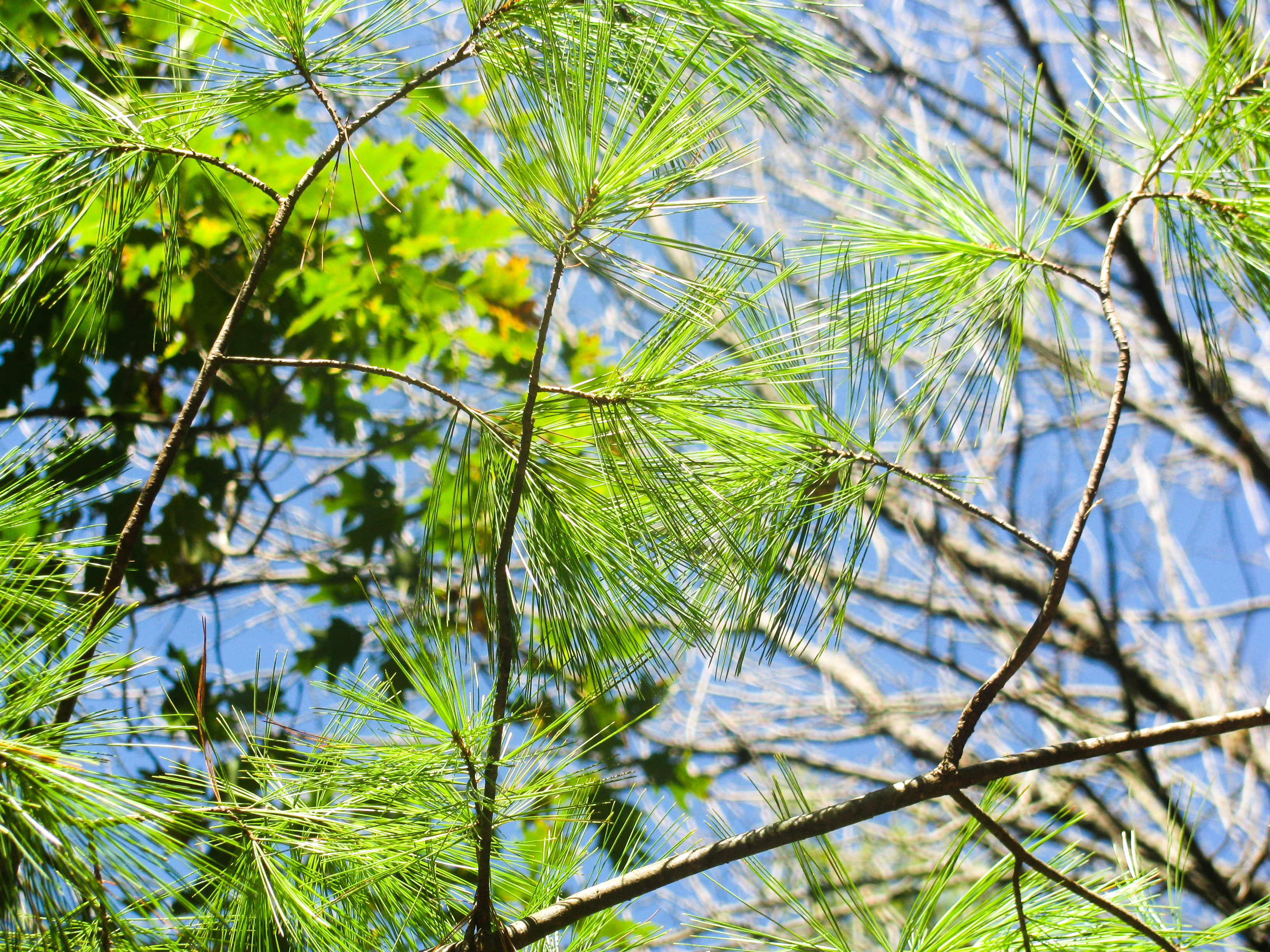 Pine tree leaves on tree photo