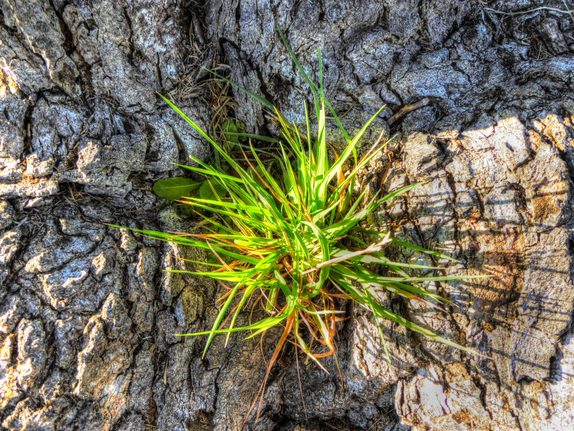 Pine tree sprouts photo