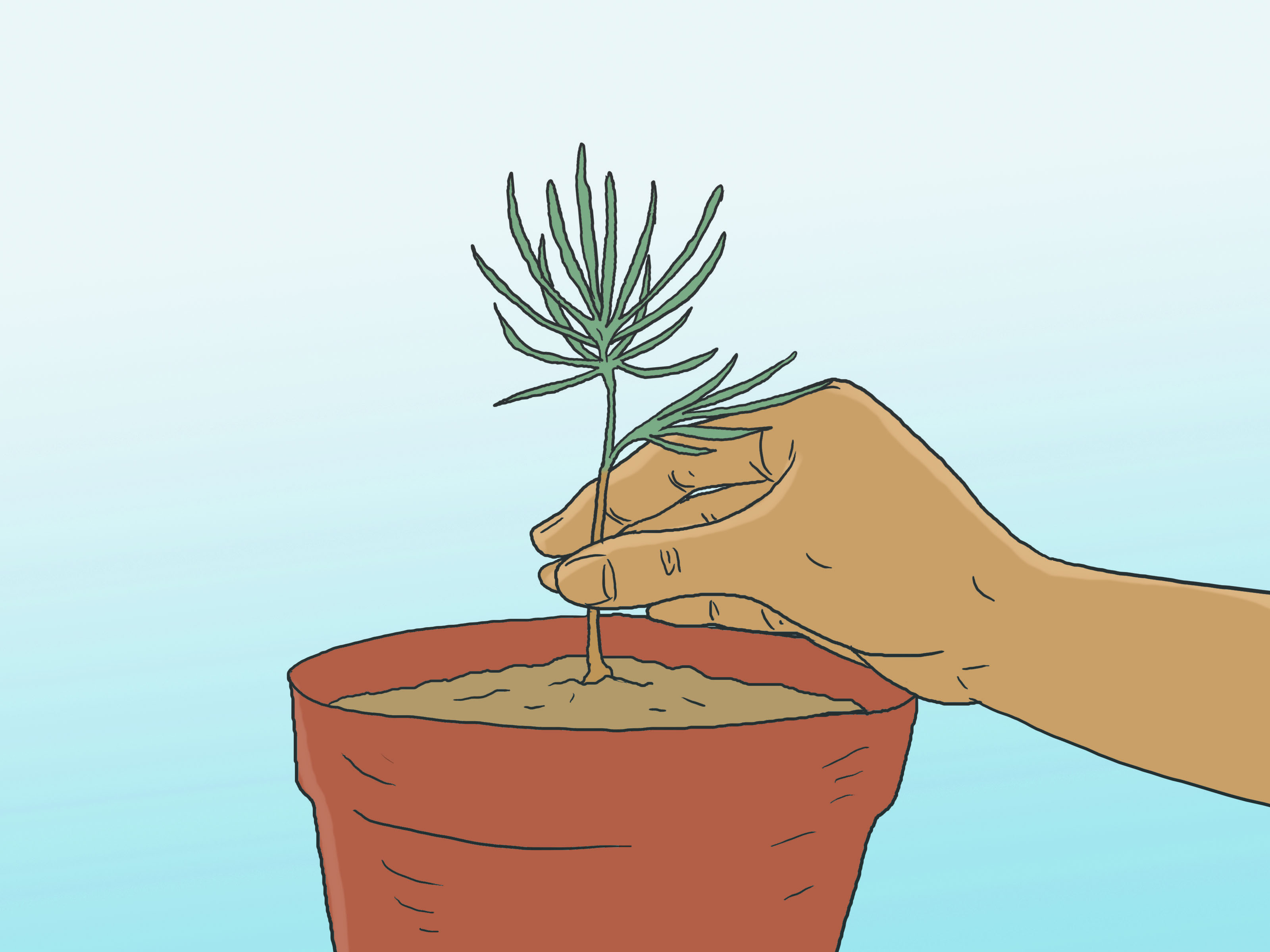 3 Ways to Grow Pine Trees - wikiHow