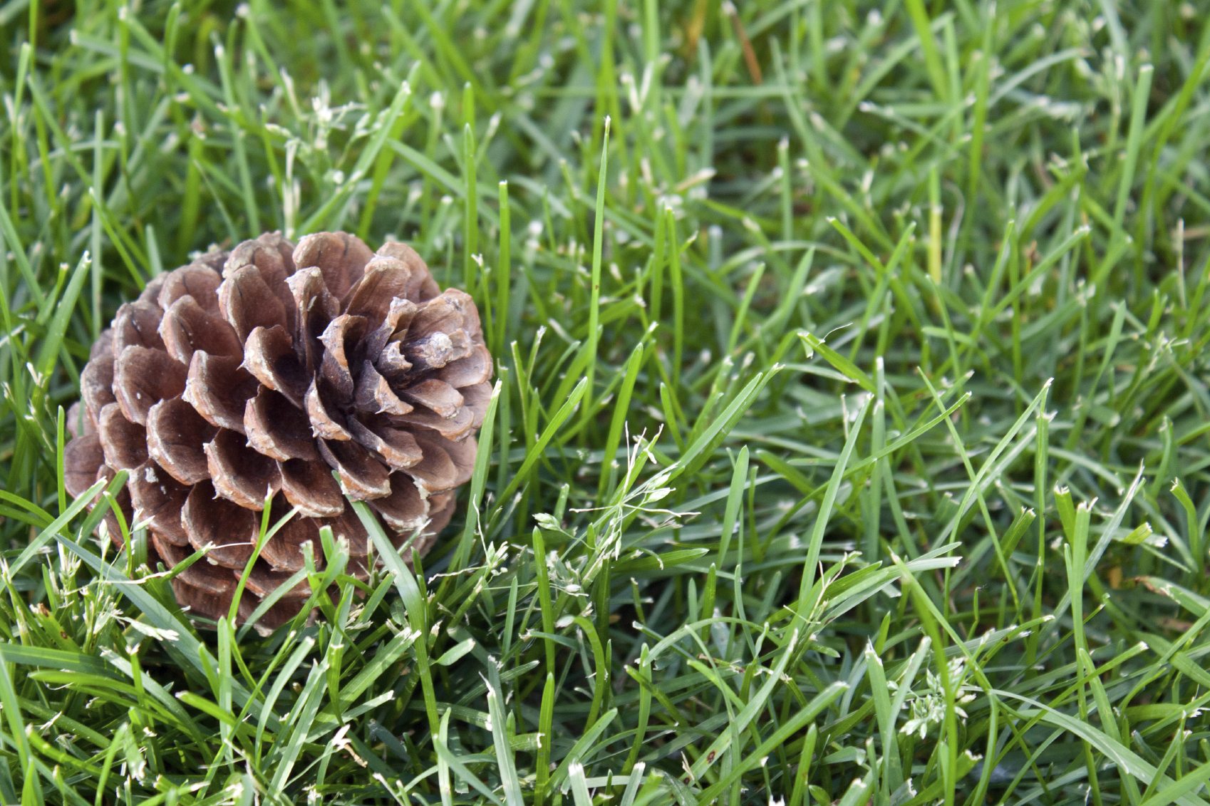 Planting Entire Pine Cones - Information On Sprouting A Whole Pine Cone