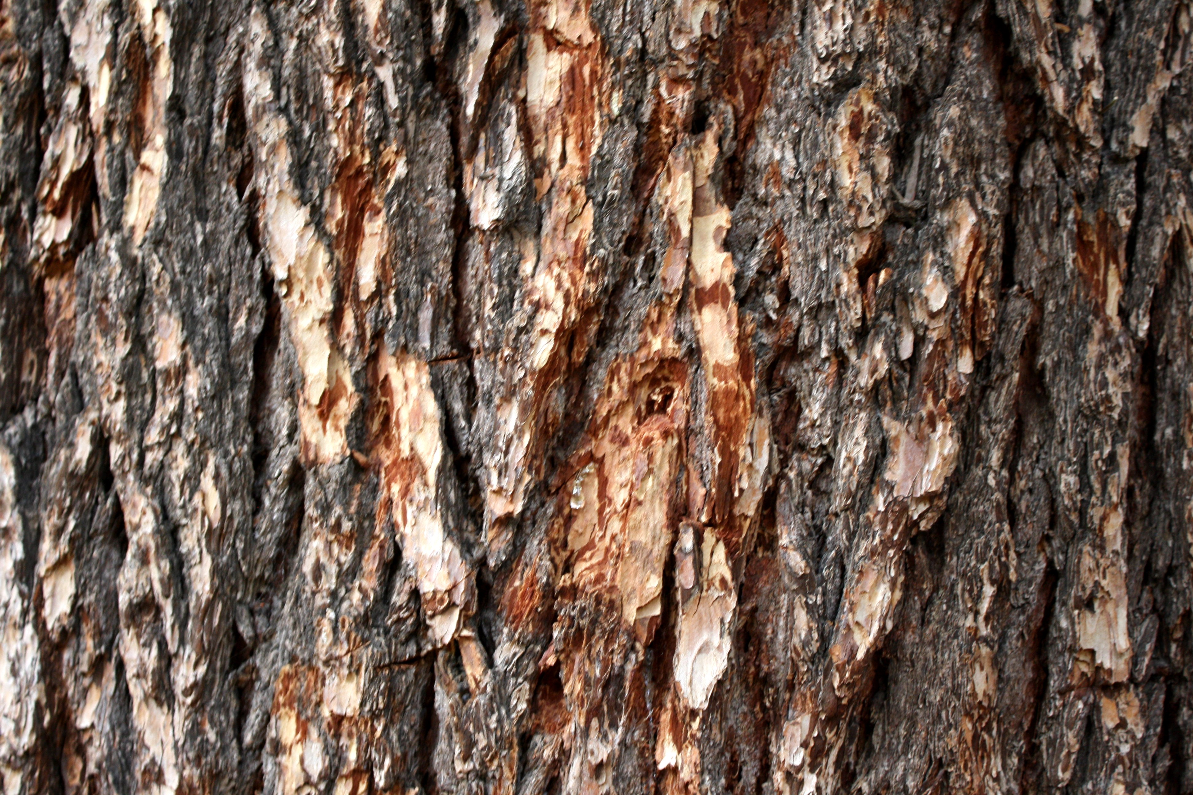 Pine tree texture photo