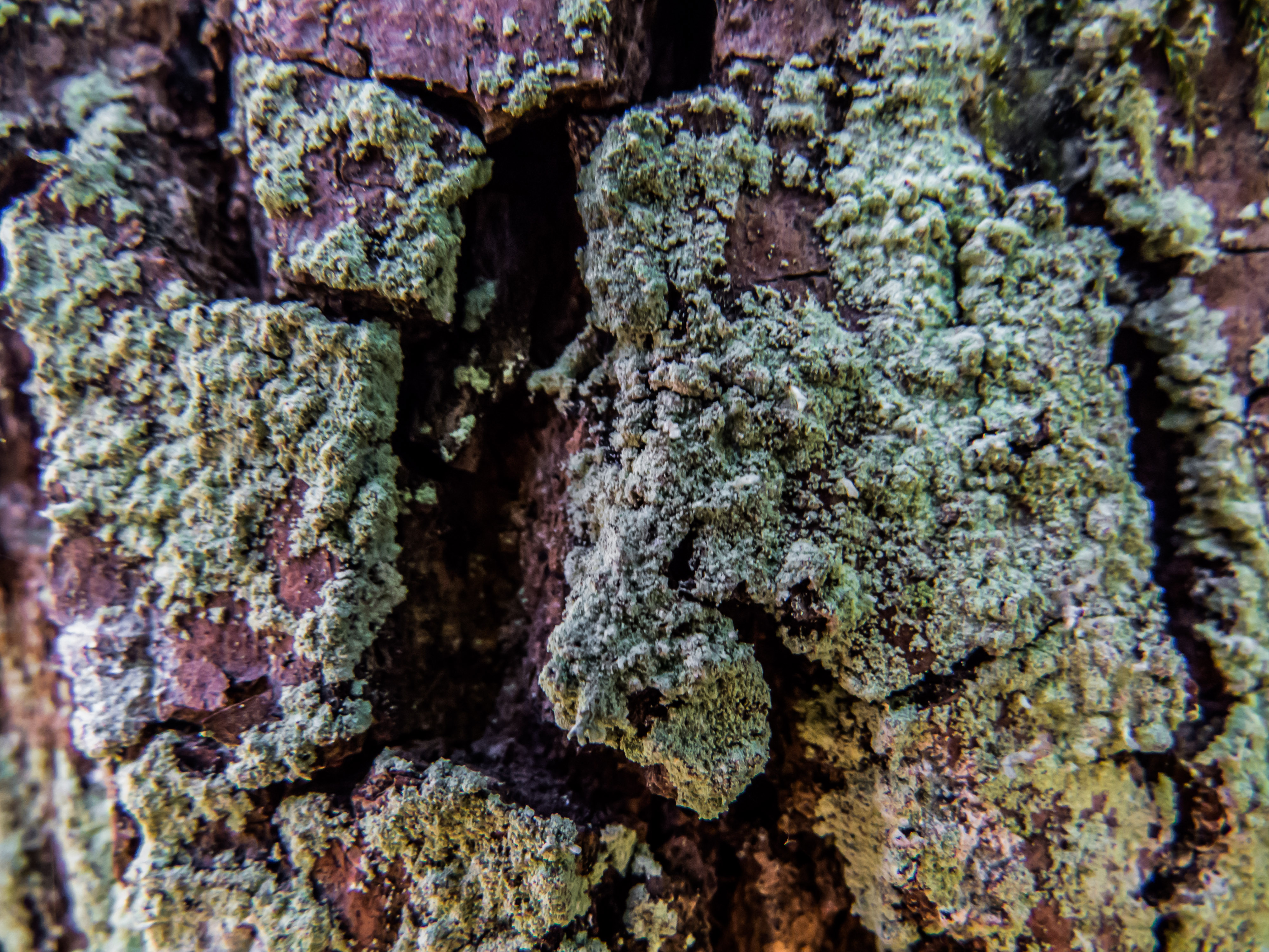 Pine tree texture, Bark, Detail, Lichen, Nature, HQ Photo