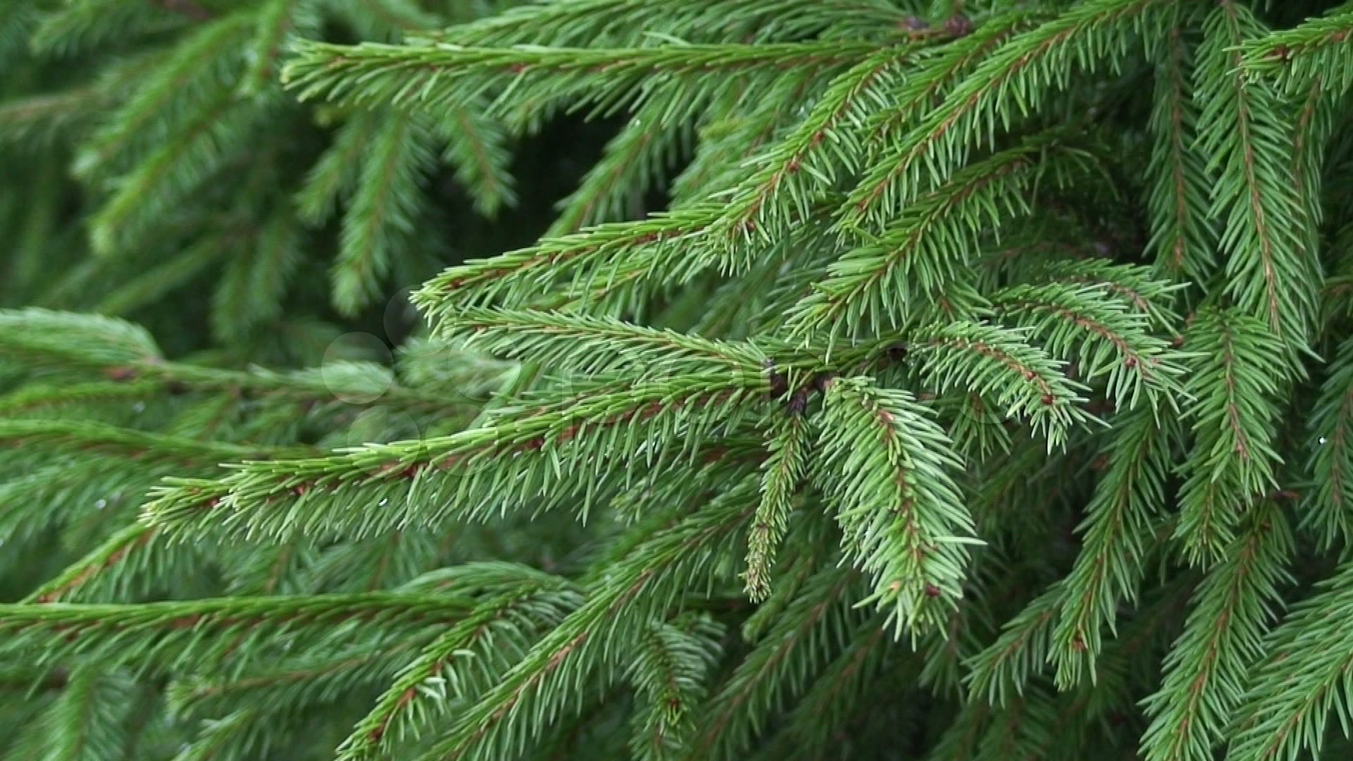 Texture from pine tree bush, close-up ~ Hi Res Video #60356