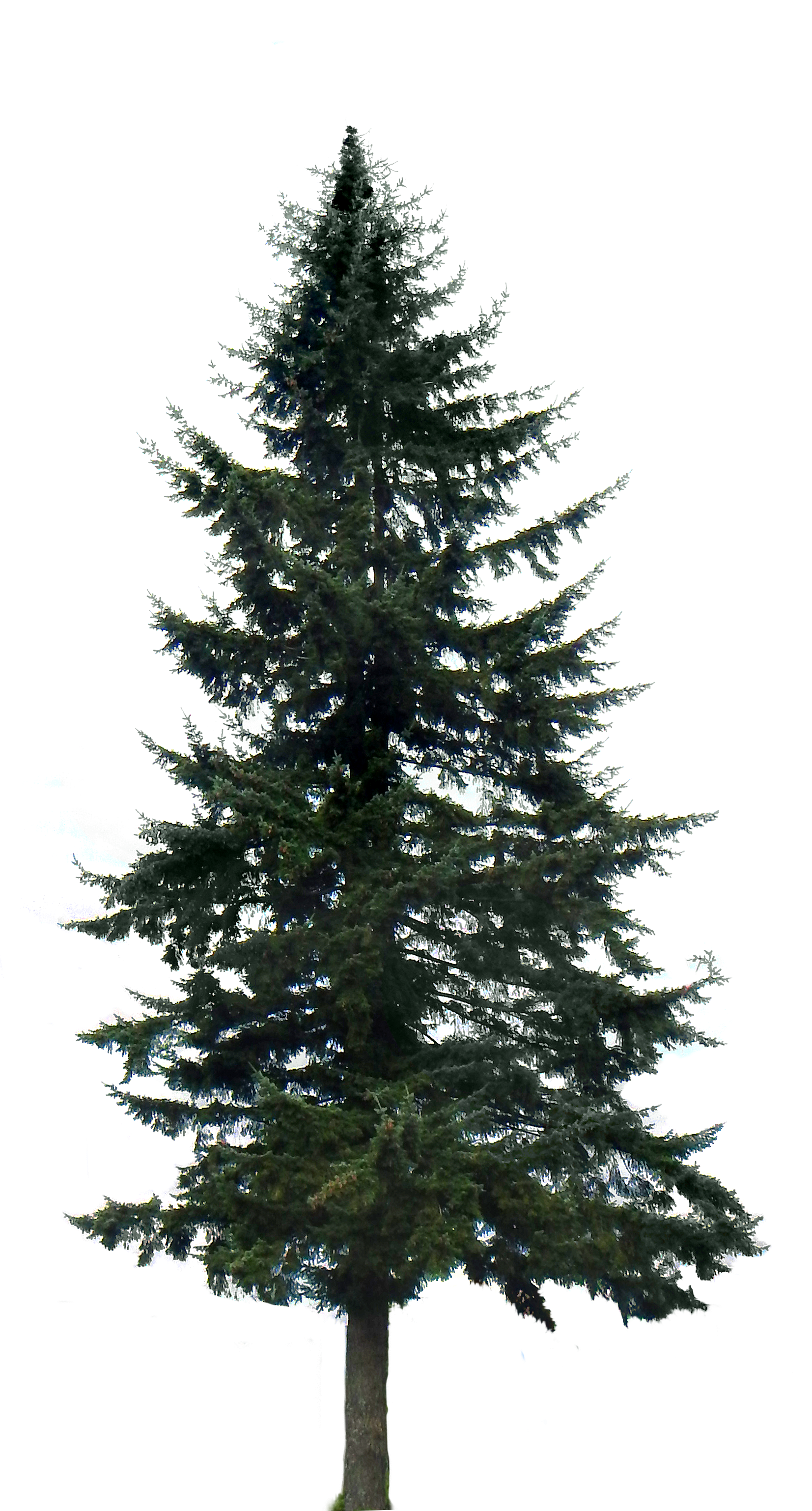 pine tree - Google Search | fungi | Pinterest | Pine tree