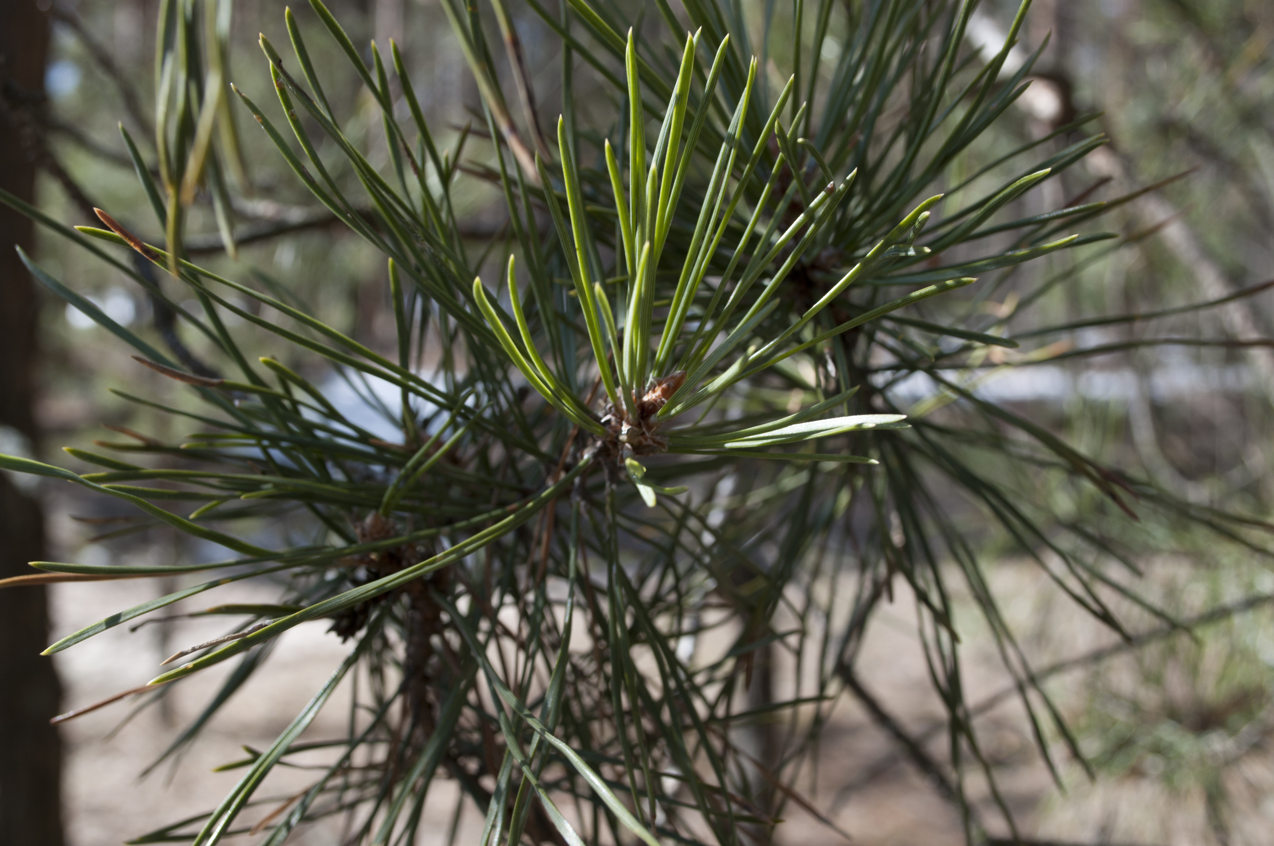 Pine tree photo