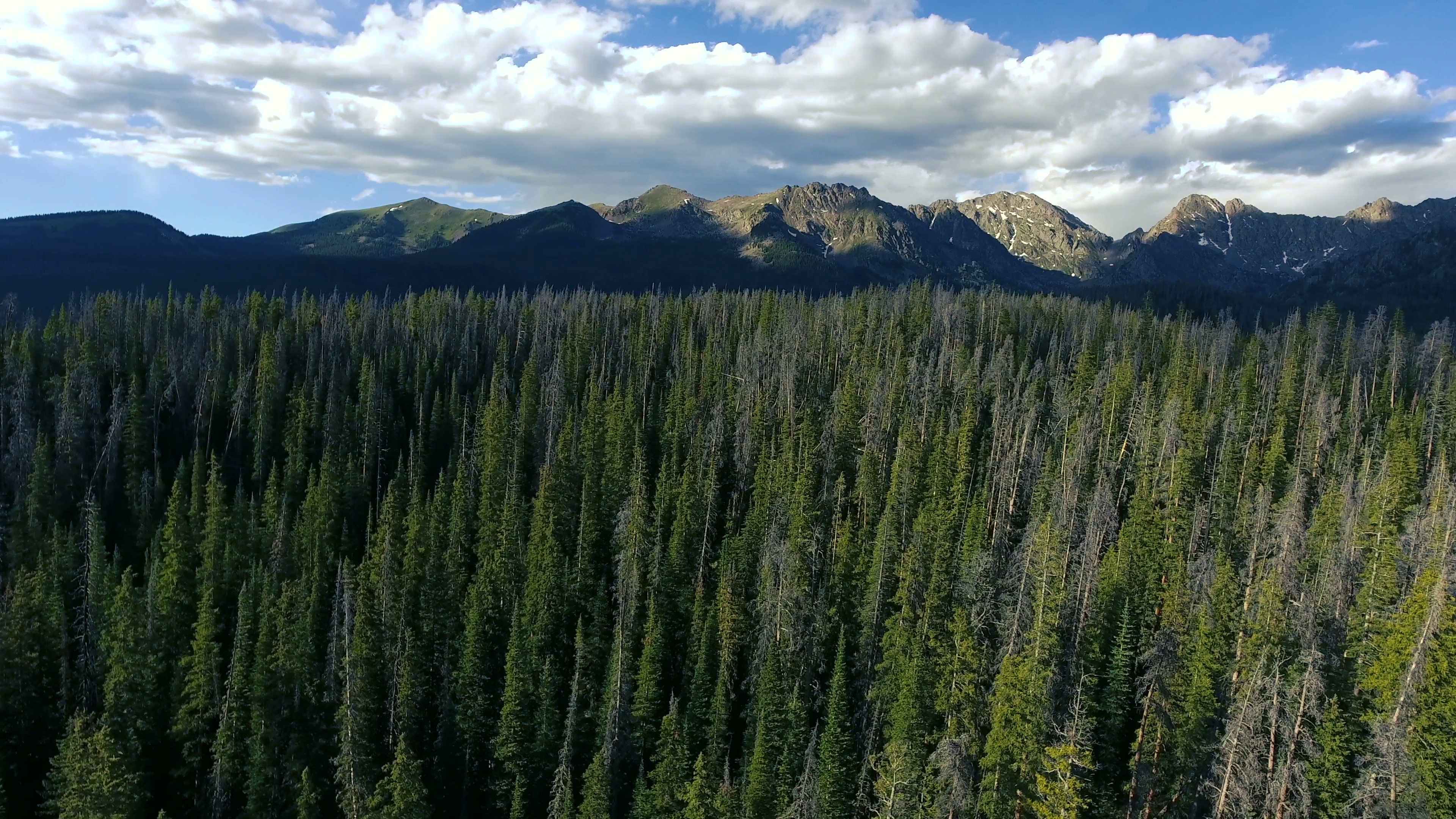 Flying over pine trees in a forest in the Colorado Rocky Mountains ...
