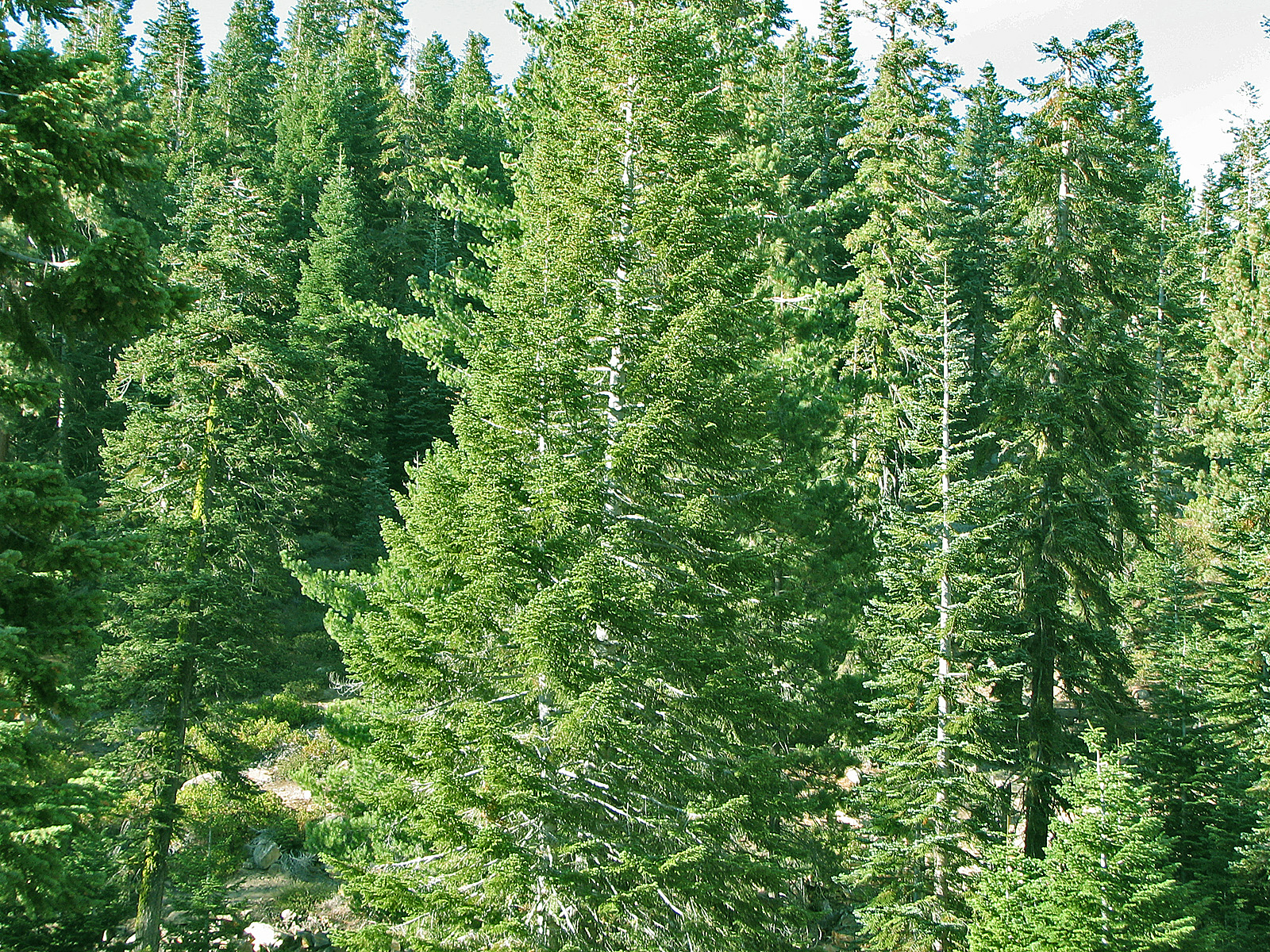 Pine Trees, Bright, Bspo06, Forest, Green, HQ Photo