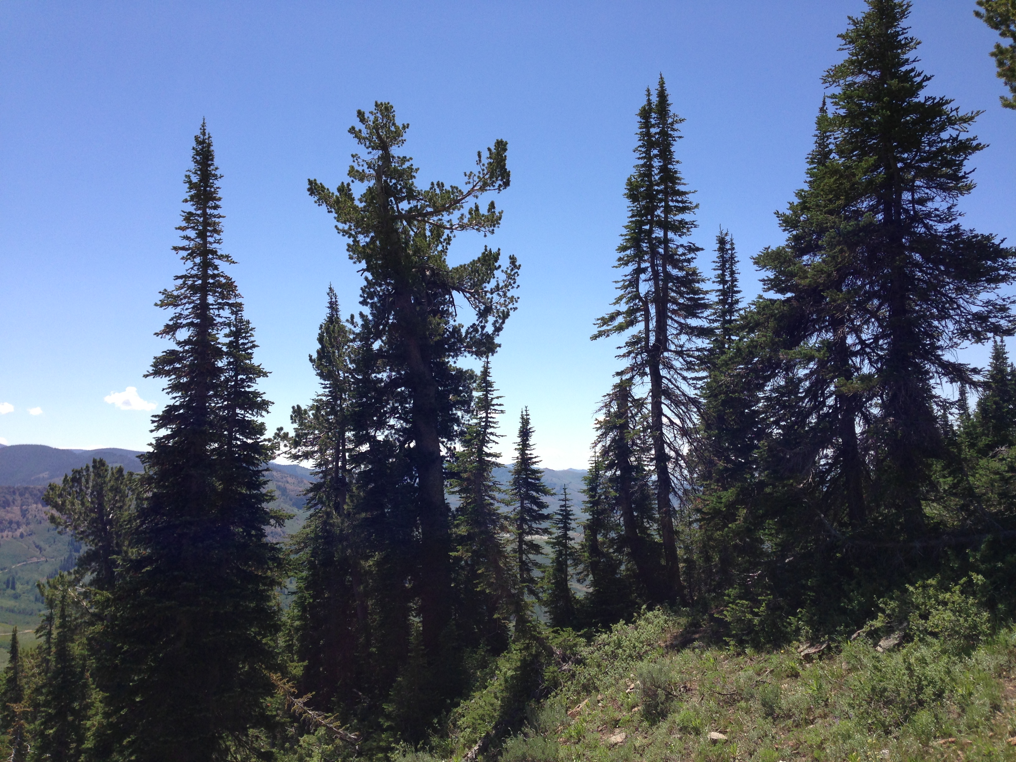 File:2013-07-12 12 15 24 Subalpine Fir and Whitebark Pine trees at ...