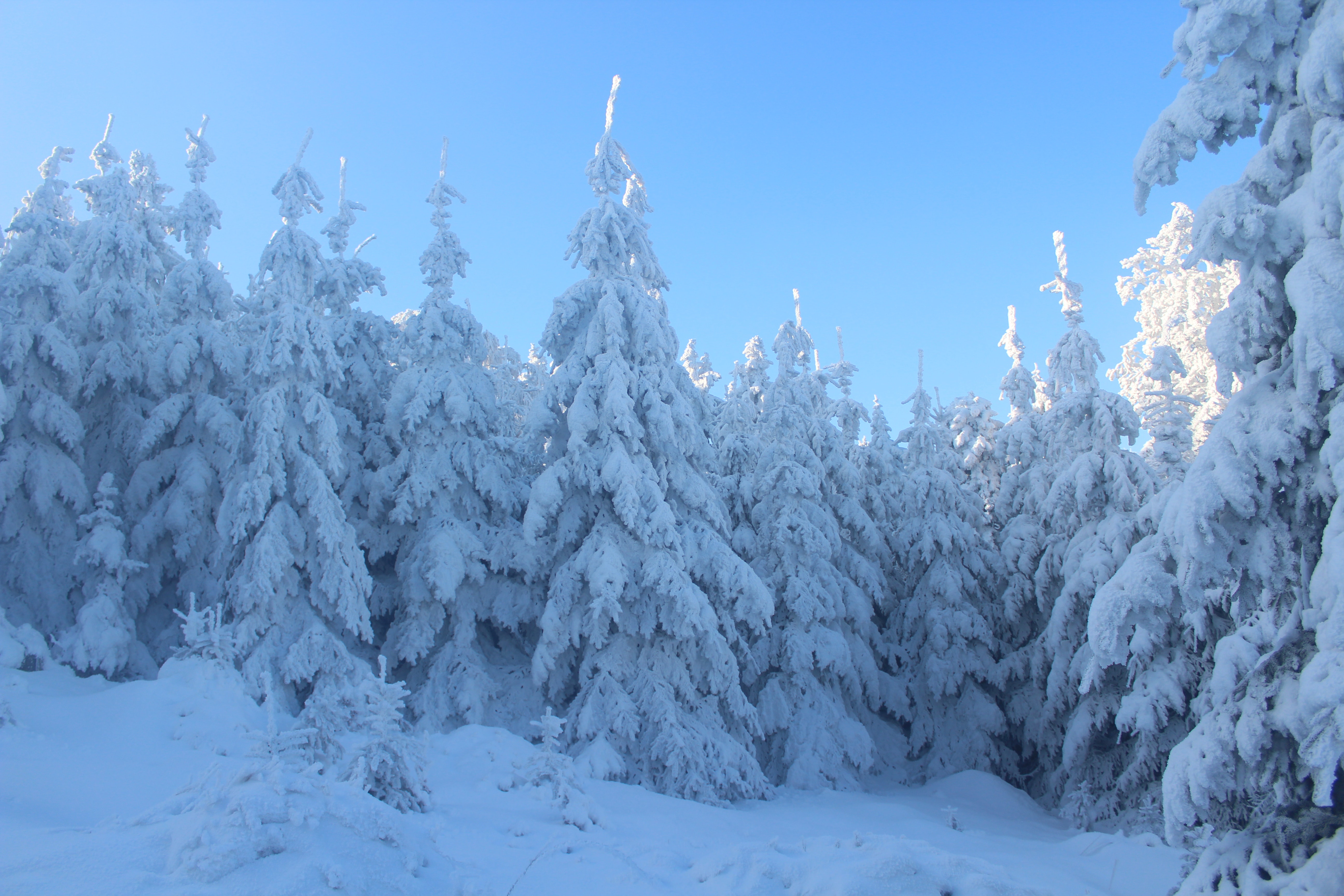 Pine trees covered with snow photo