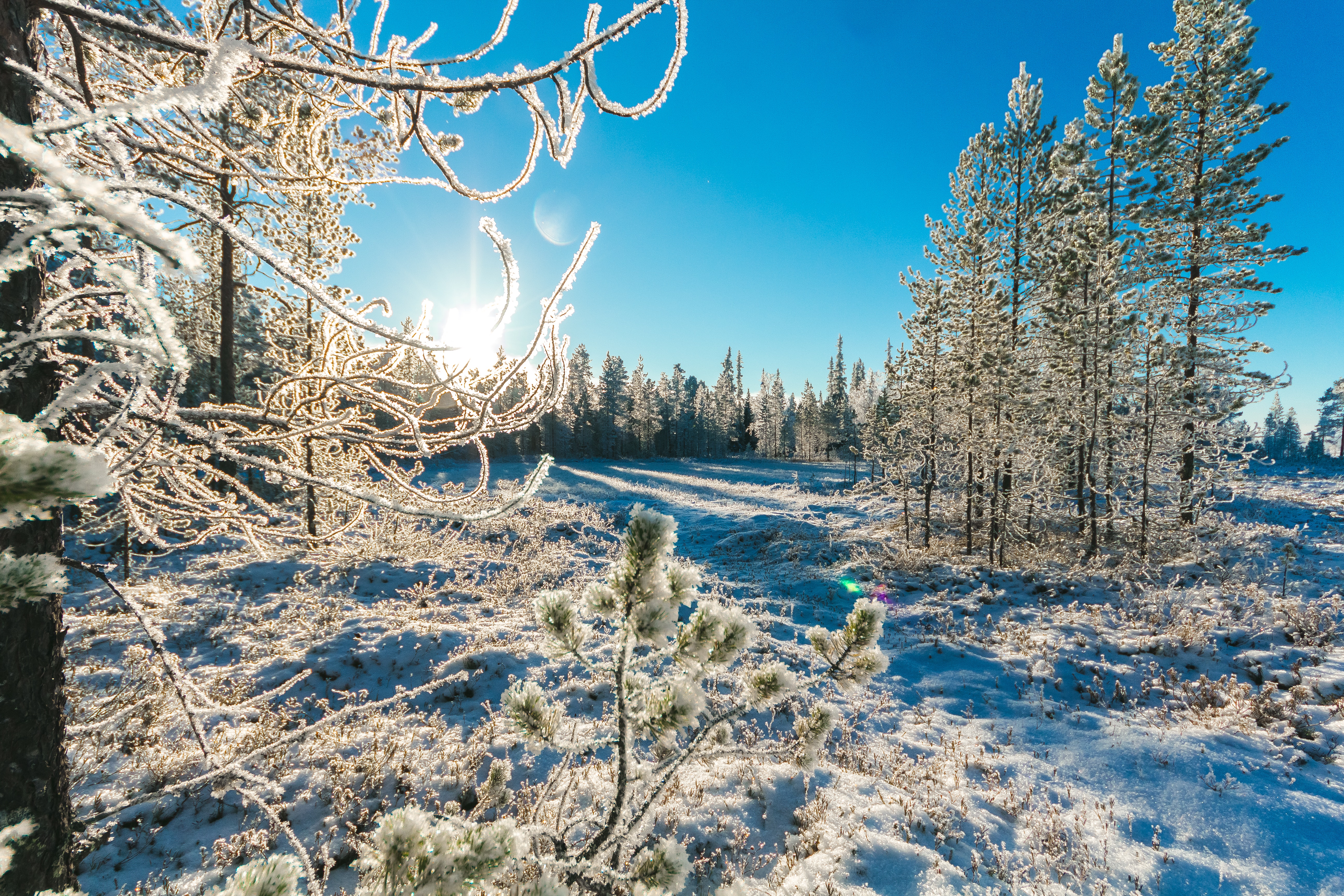 Pine trees in winter photo