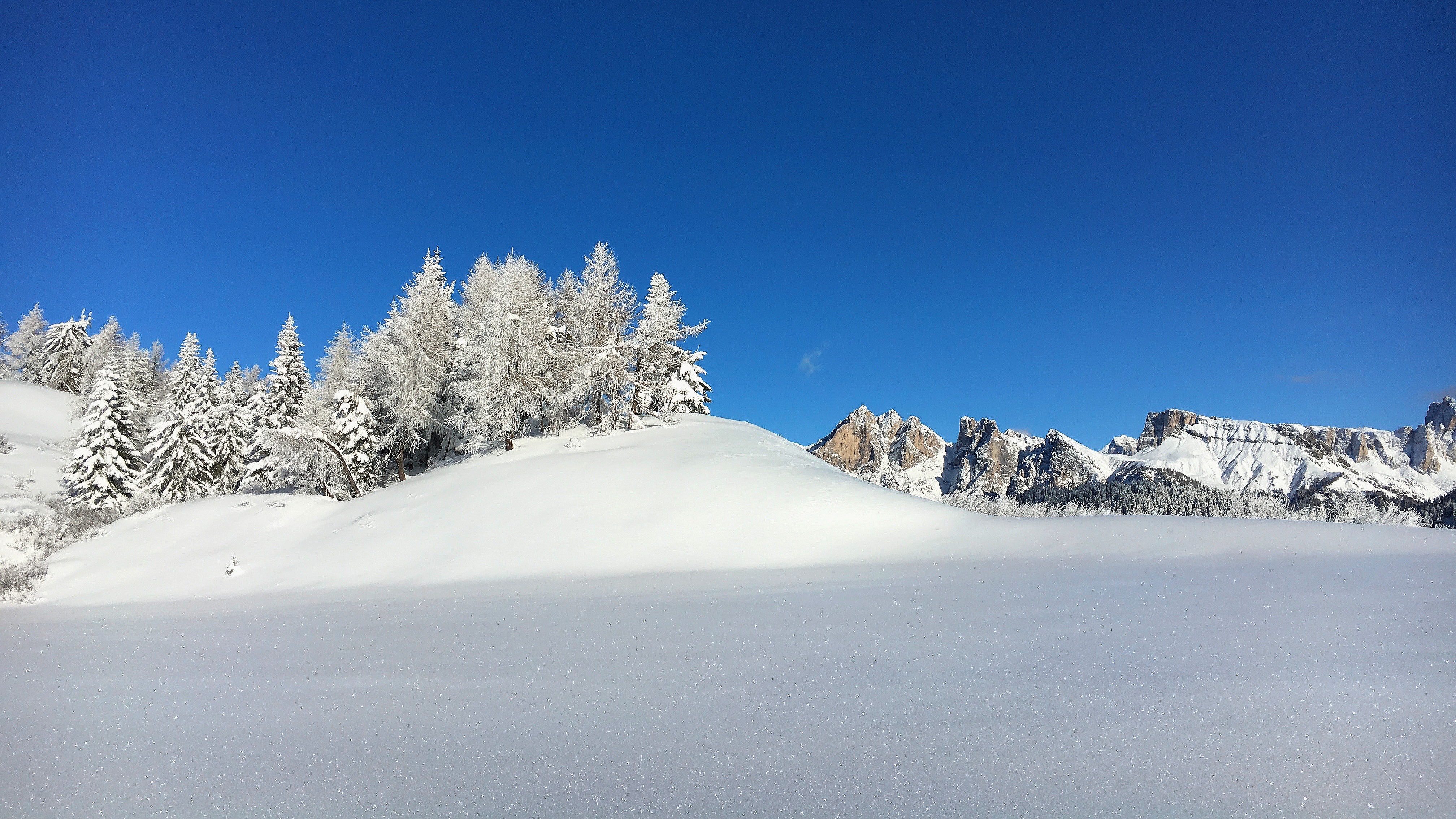 Pine trees on snow photo