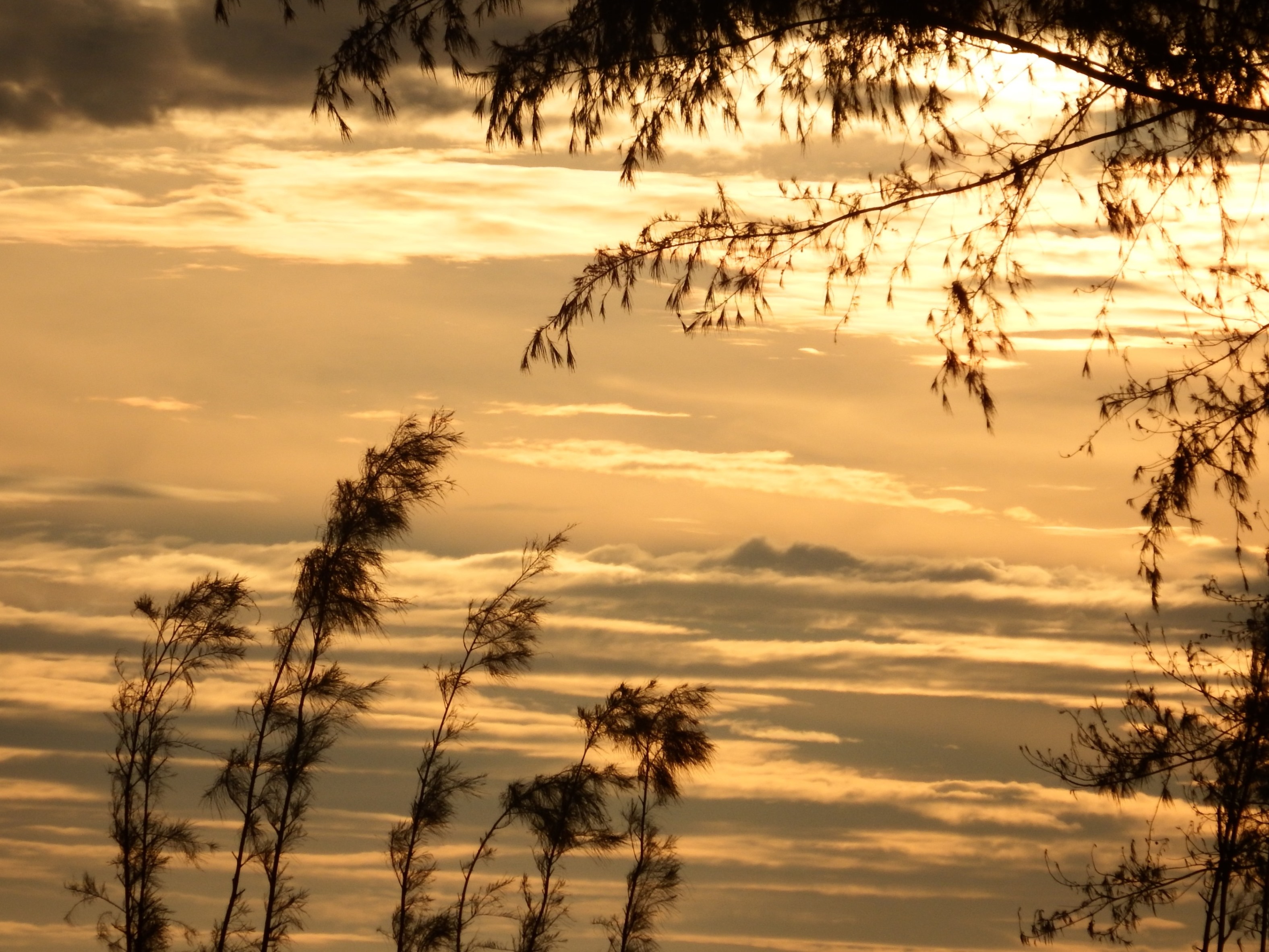 Pine trees sunset silhouette photo