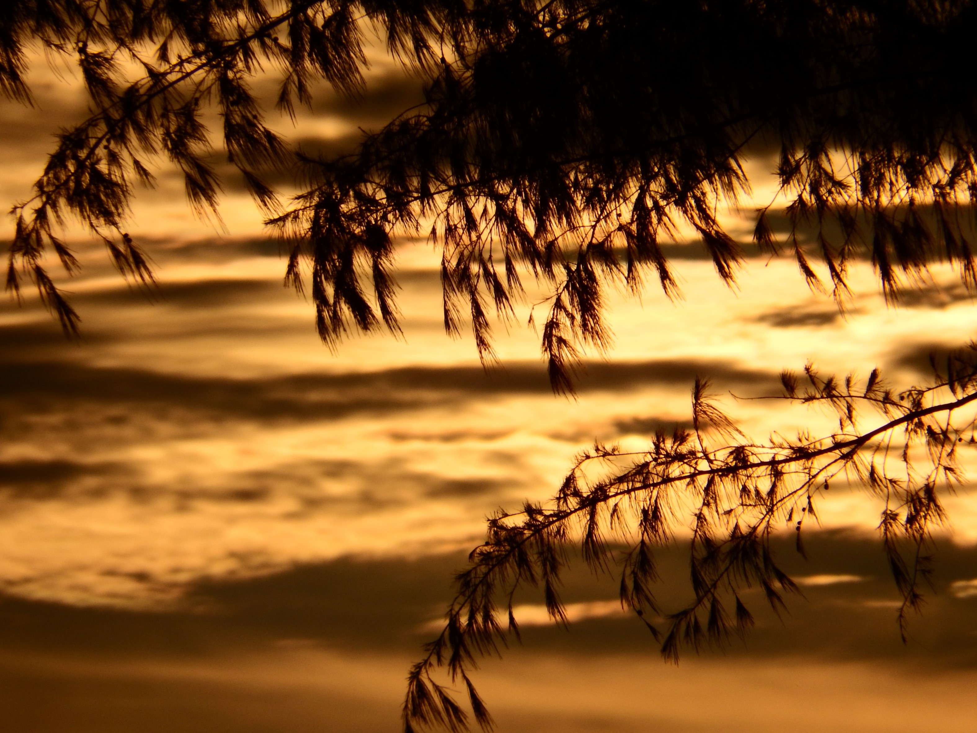 Pine trees sunset silhouette photo