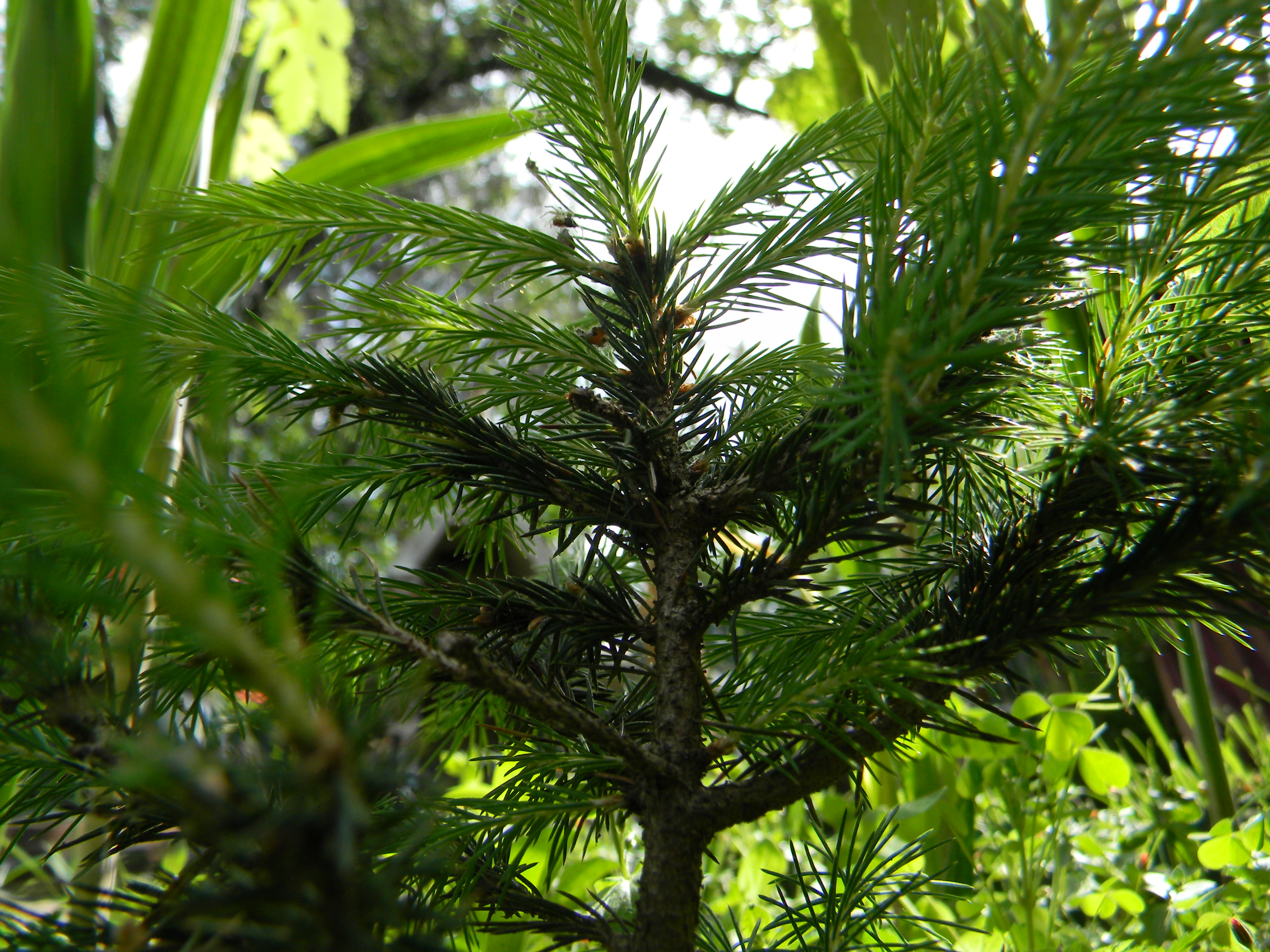 Pine trees, Nature, Pine, Plants, Trees, HQ Photo