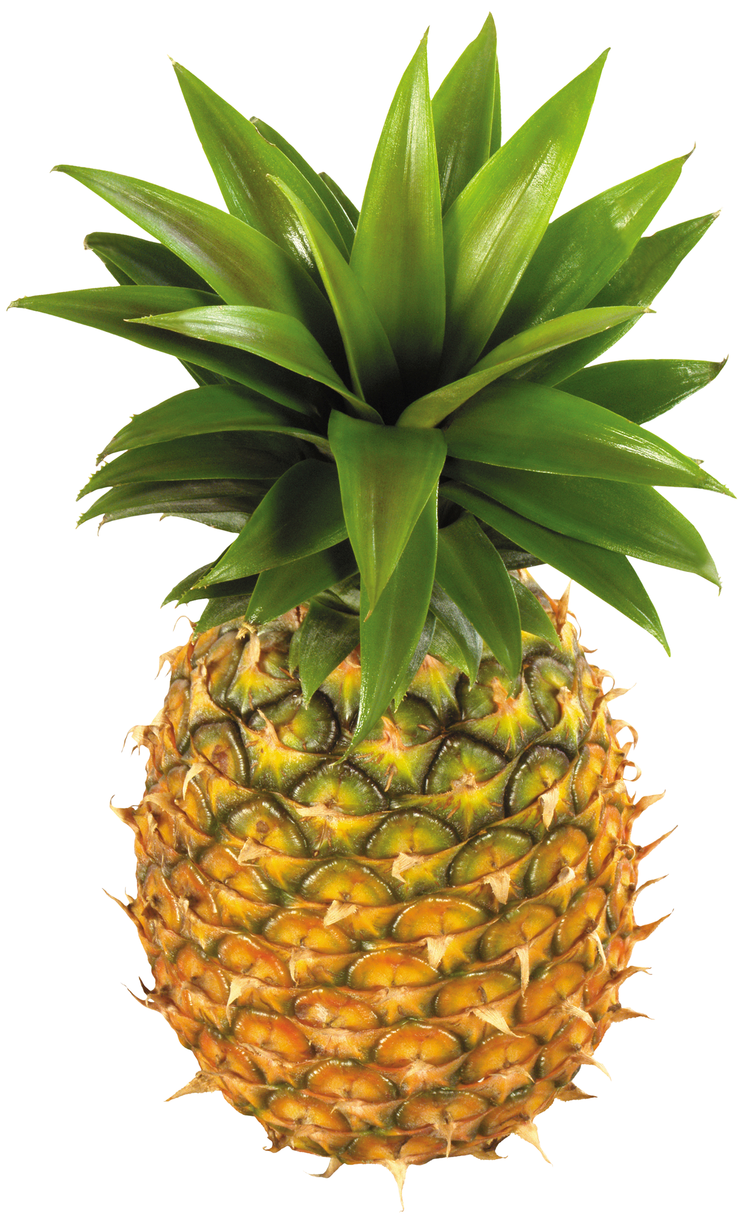 Pineapple Fruit PNG Clipart - Best WEB Clipart