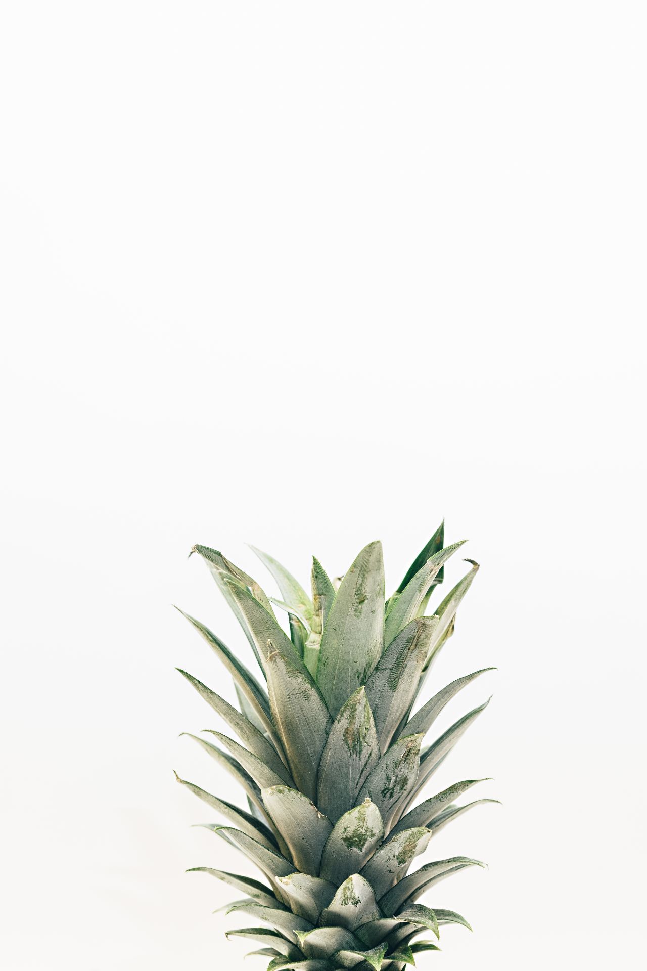Pineapple Top This is a premium photo included in... | Everything ...