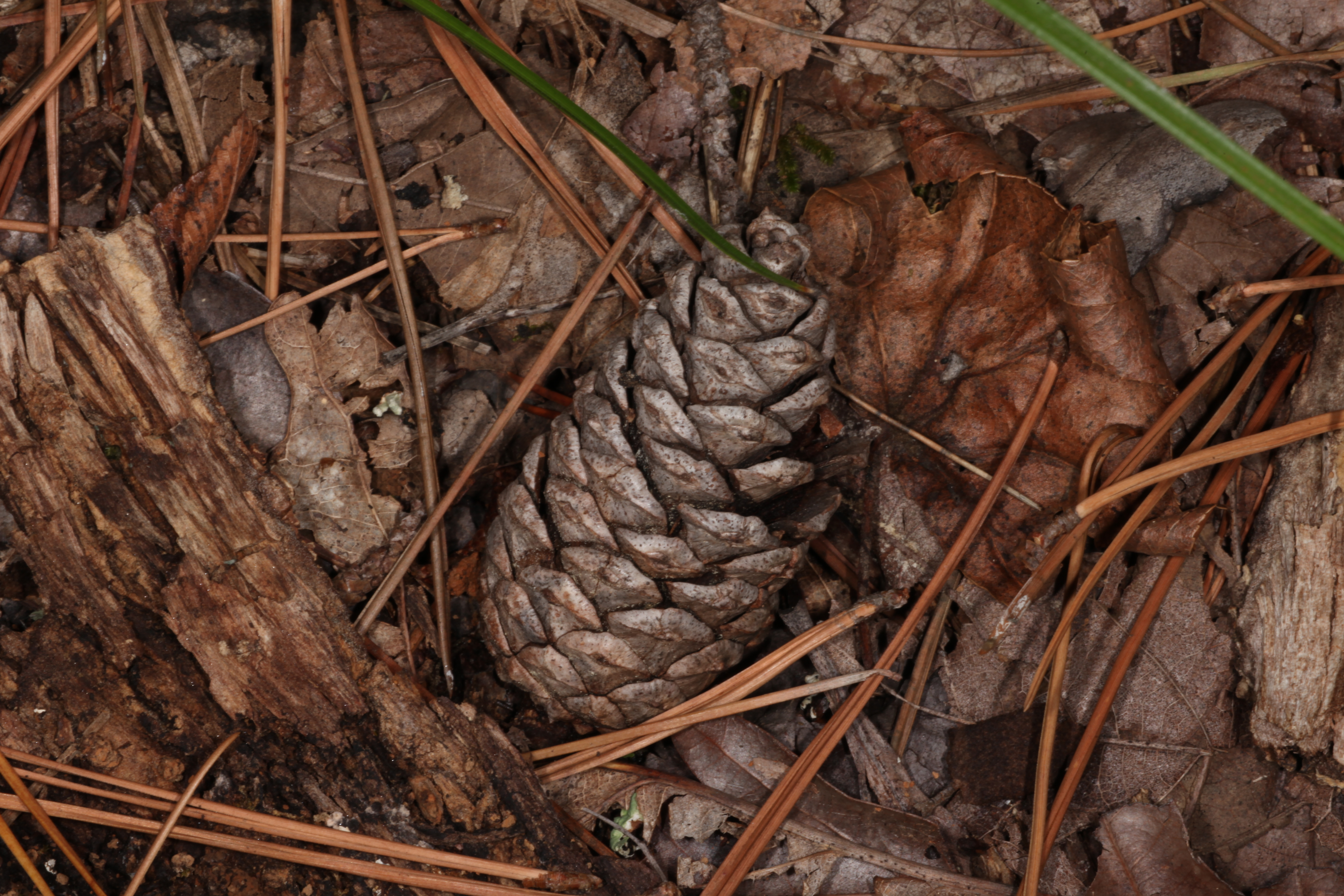 Pinecone, Nature, Seed, HQ Photo