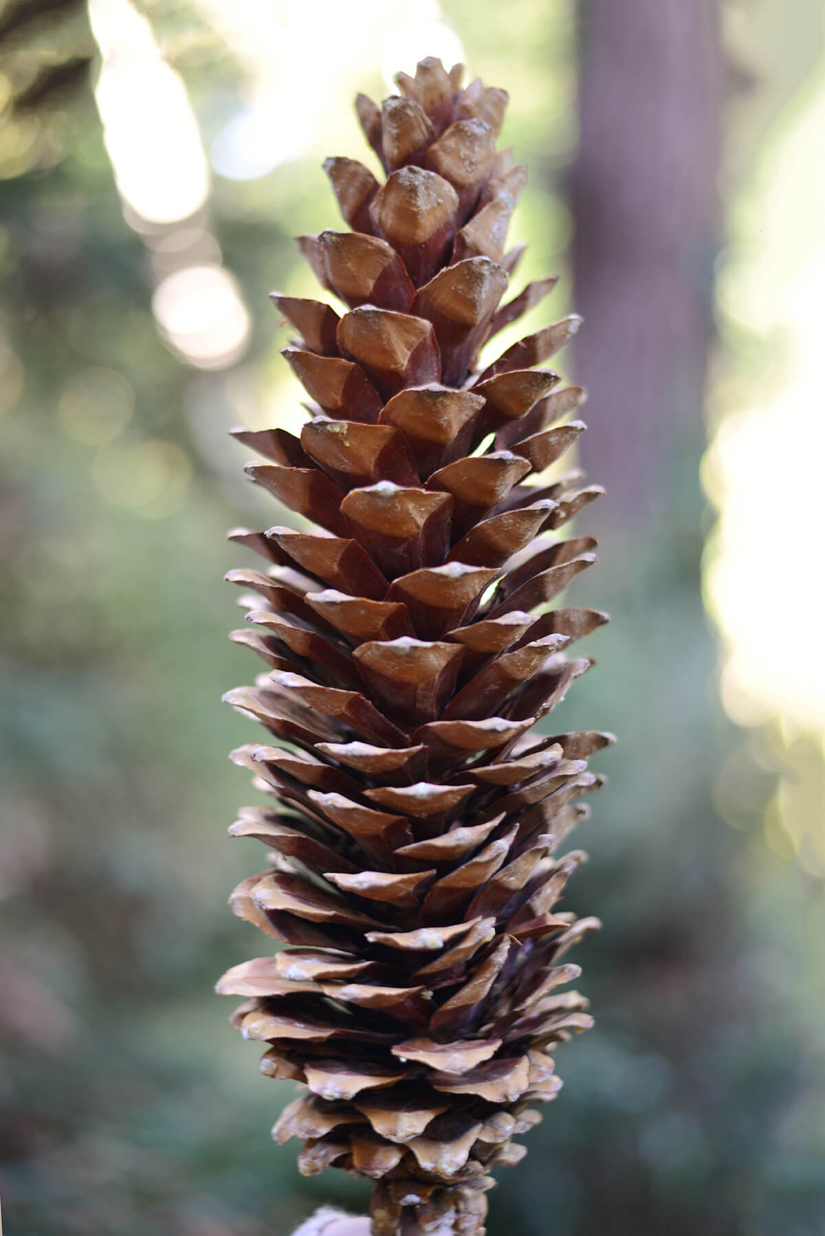 Giant Sugar Pine Cones