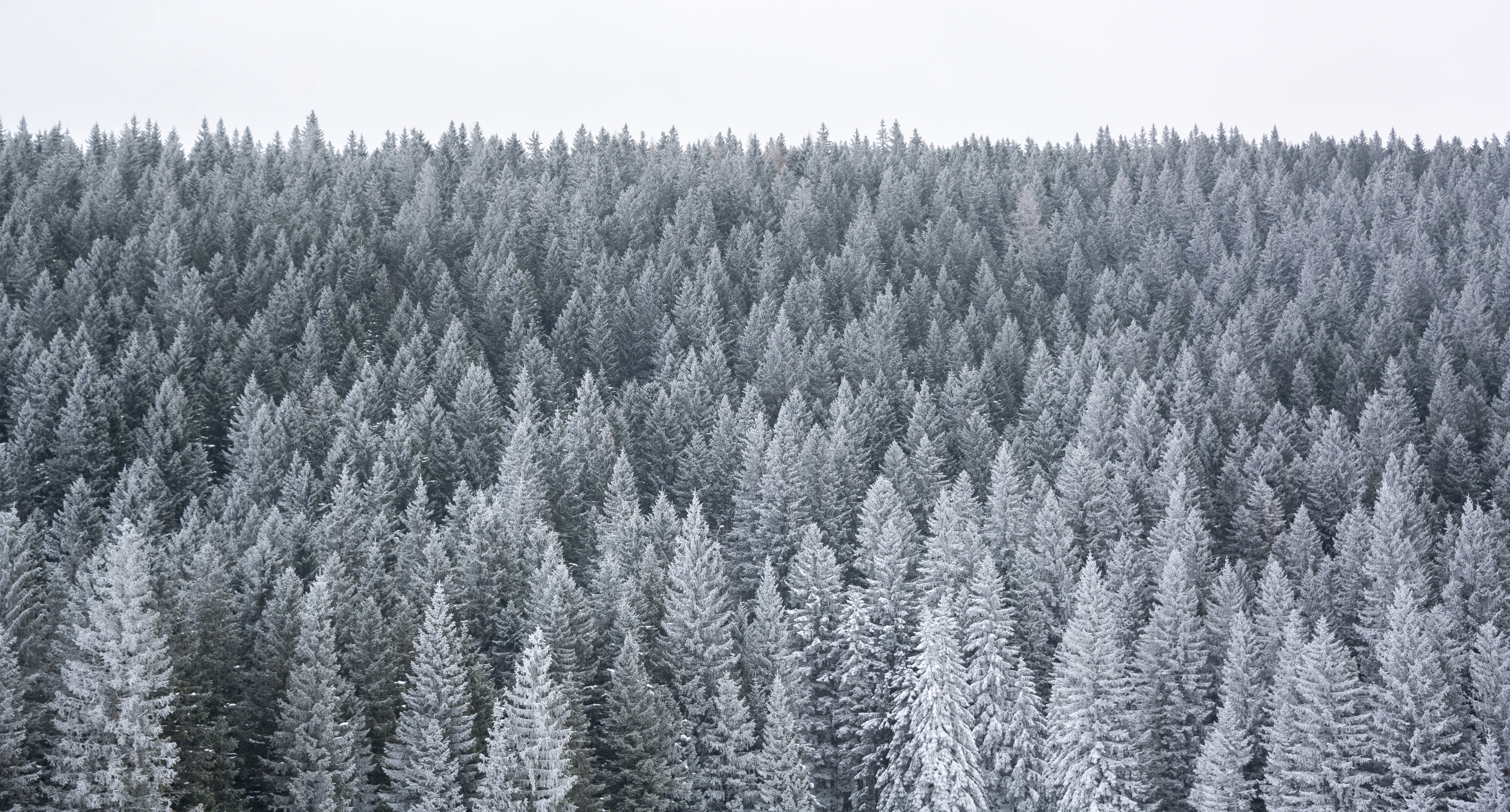 File:Pine trees covered in snow.jpg - Wikimedia Commons