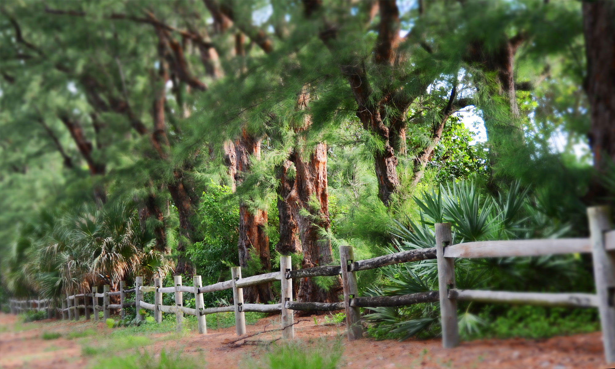 Australian Pines - Town of Gulf Stream
