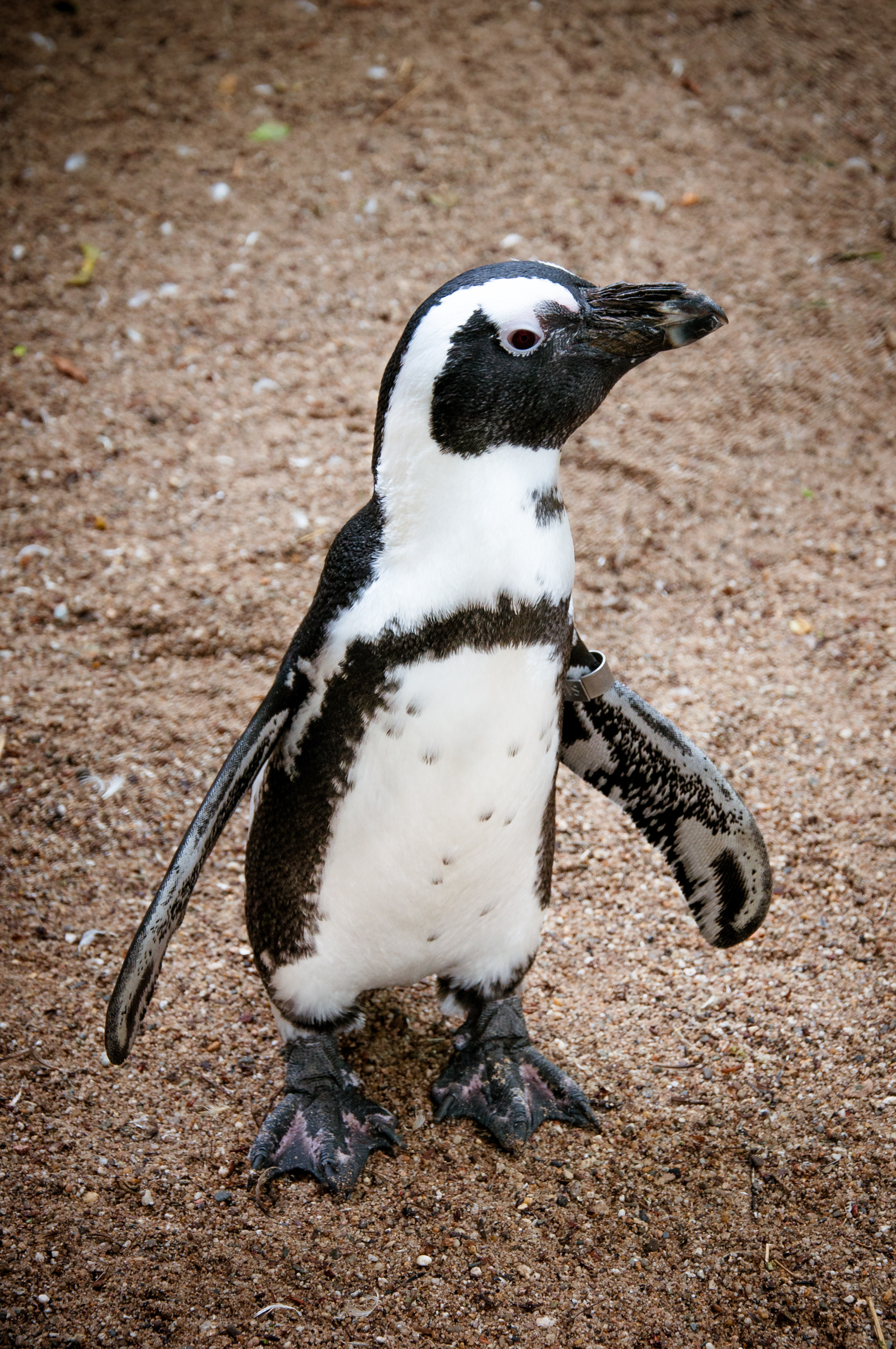 Pinguin, Animal, Penguin, Wildlife, Wild, HQ Photo
