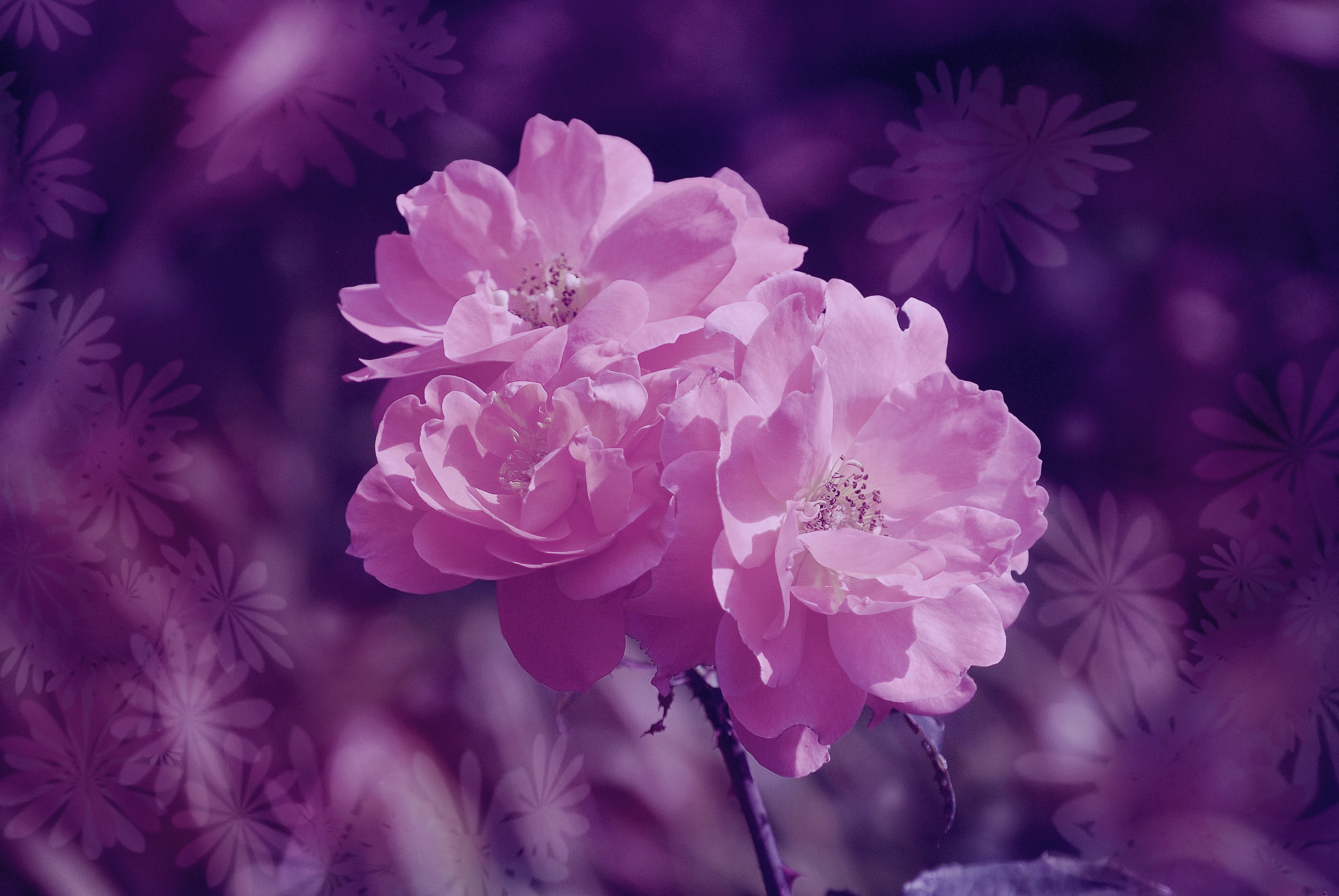 Pink, Edit, Flower, Fragrance, Fresh, HQ Photo