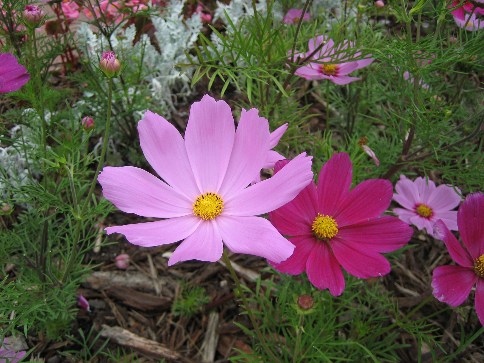 Pink & Purple Flower, Blooming, Bspo06, Flower, Green, HQ Photo
