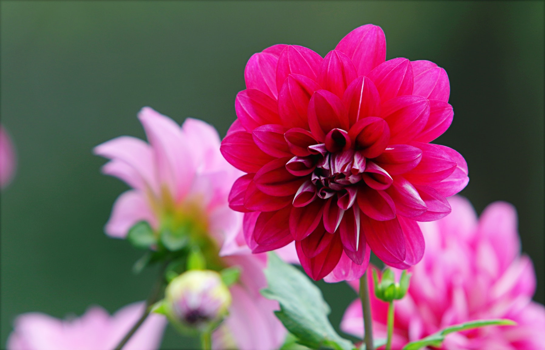 Pink and Purple Flowers, Beautiful, Flora, Outdoors, Leaves, HQ Photo